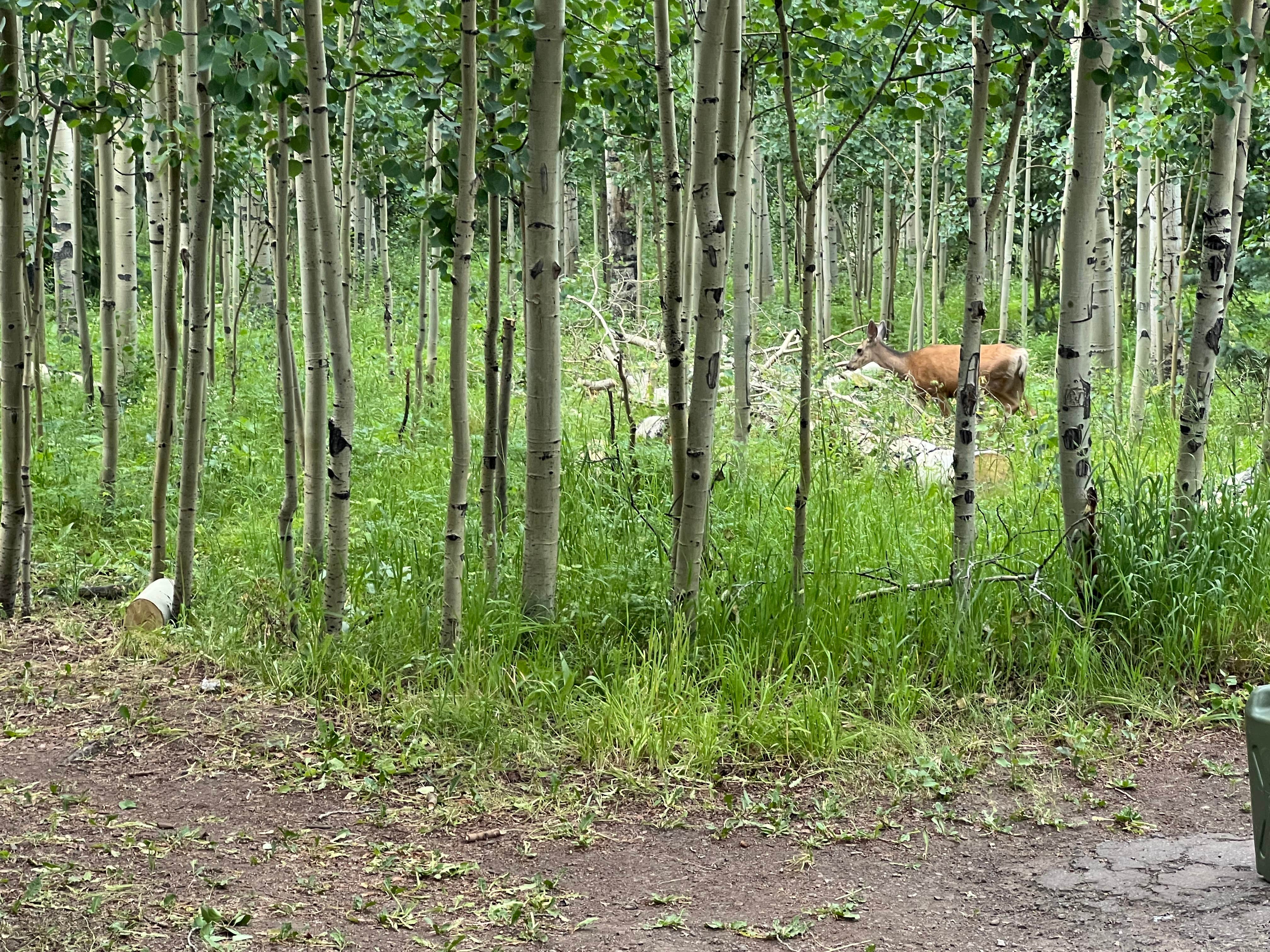 Camper-submitted photo at Silver Jack Campground near Black Canyon of the Gunnison National Park