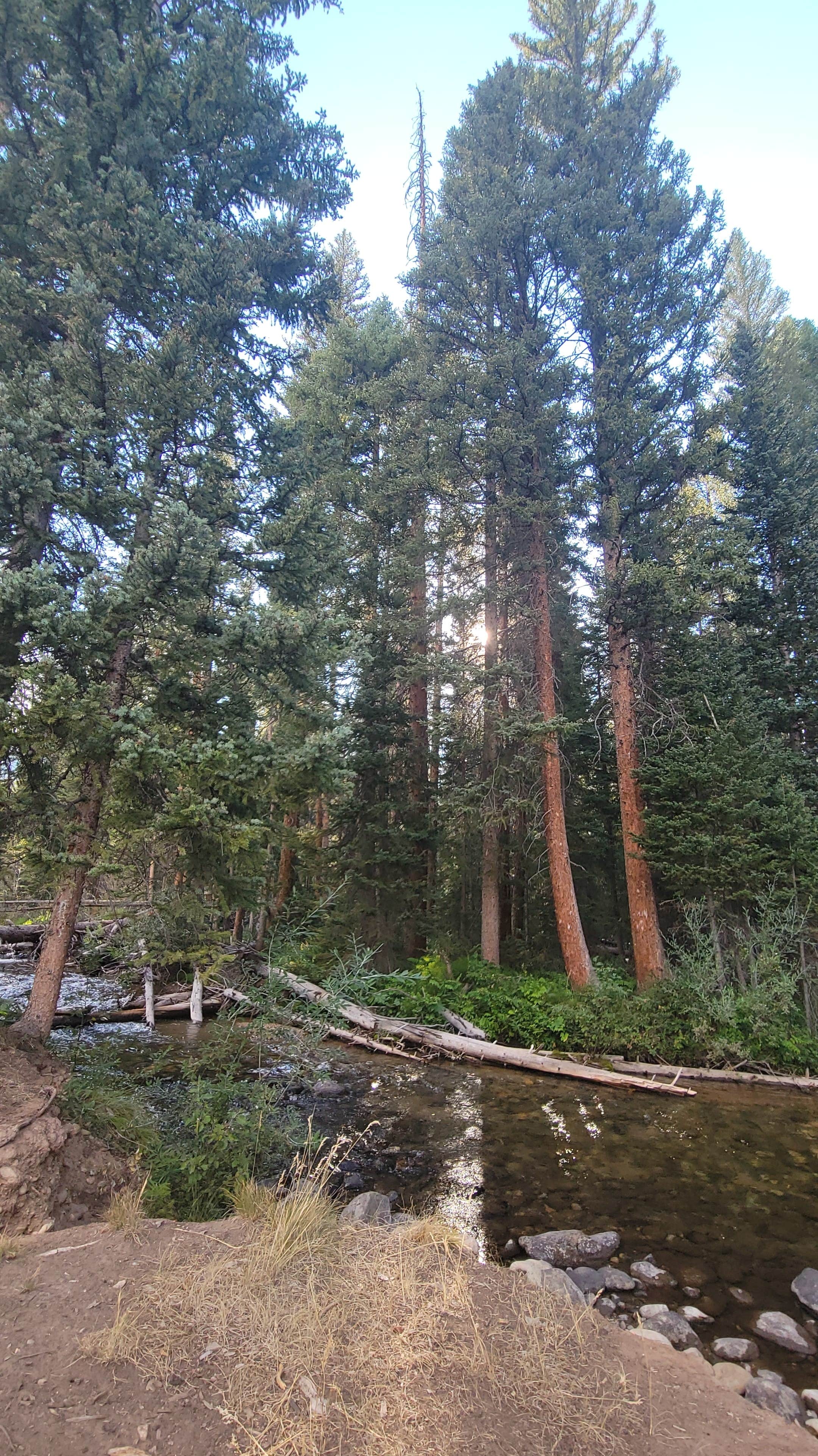 Camper-submitted photo at South Fork Campground near Glenwood Springs, CO