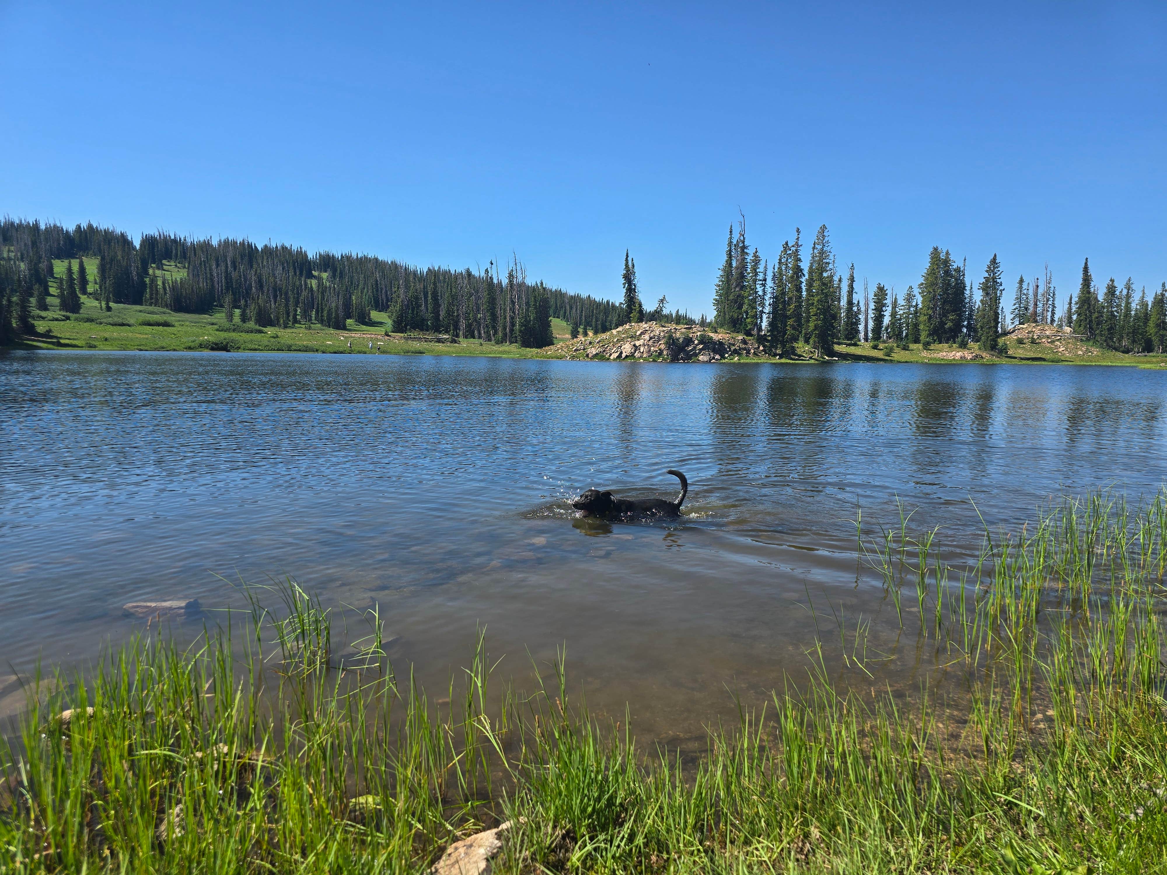 Ezraz's photo of camping with pets at Summit Lake near Cowdrey, CO