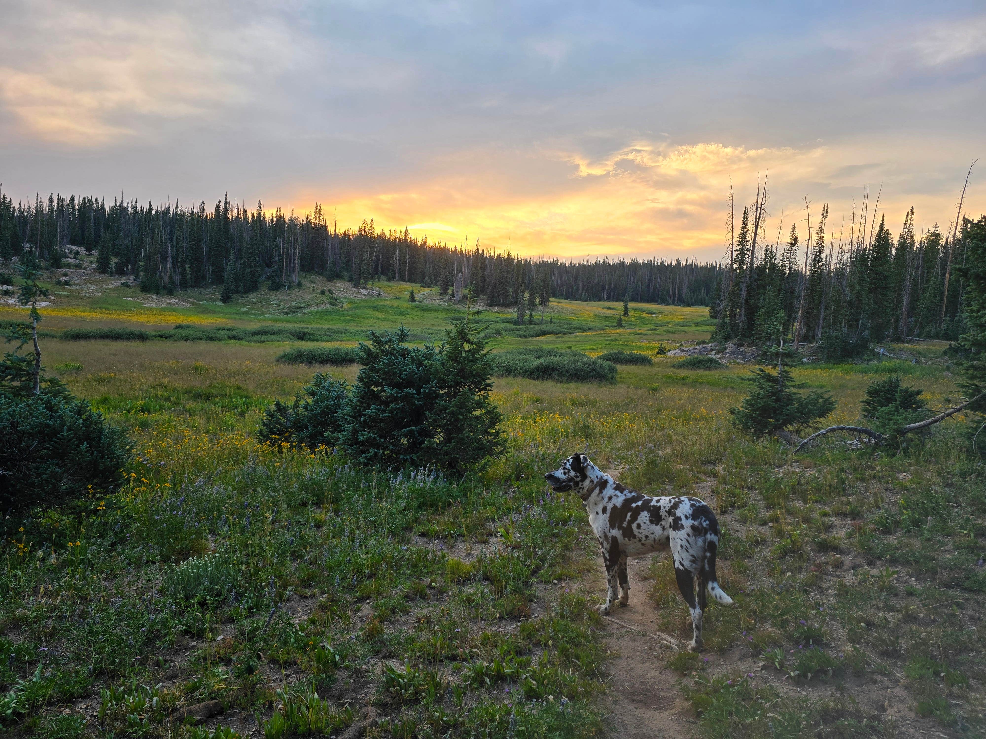 Sue B.'s photo of camping with pets at Summit Lake near Coalmont, CO