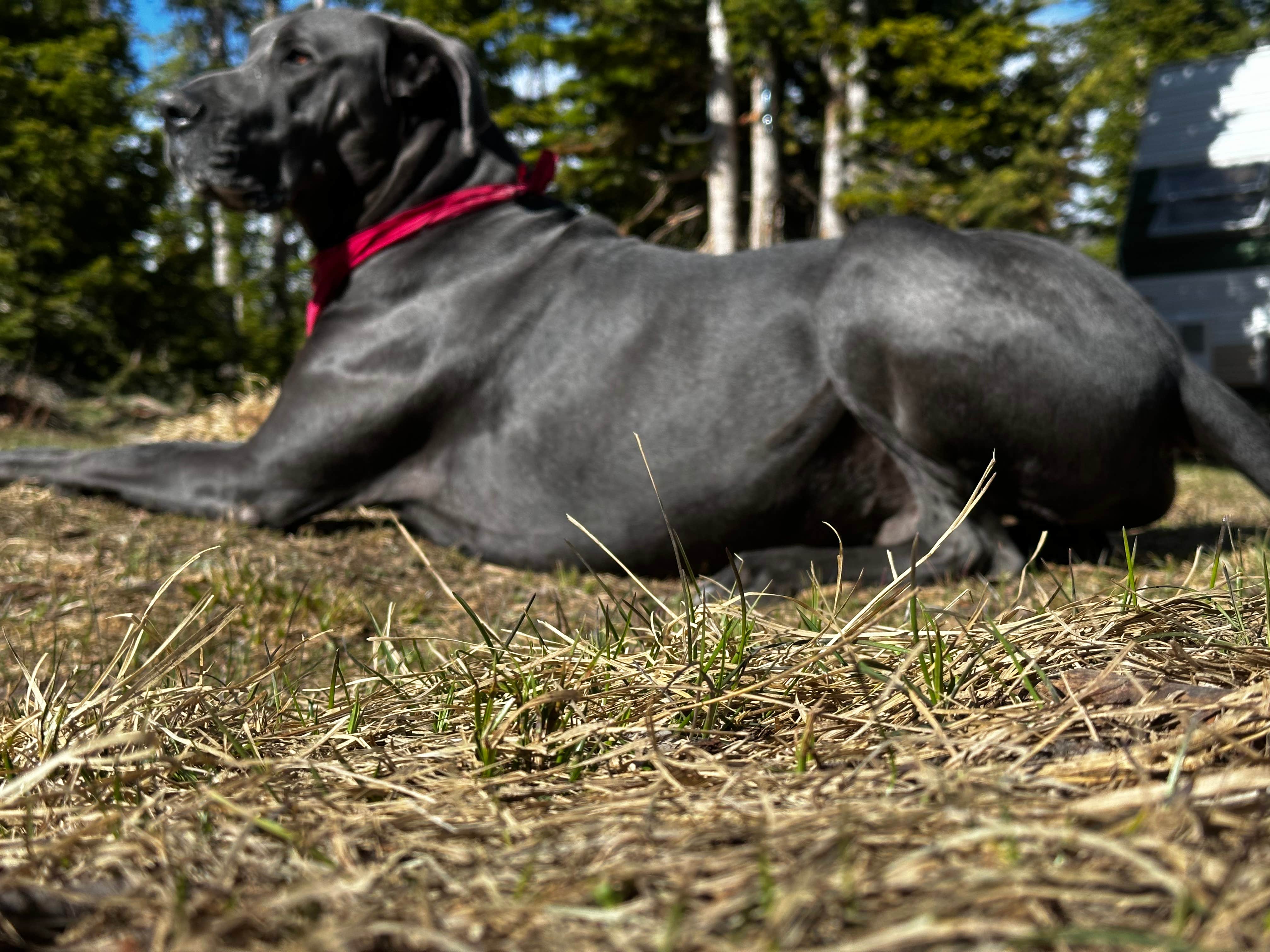 Camper-submitted photo at Trujillo Meadows near Chama, NM
