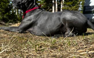 Adena R.'s photo of camping with pets at Trujillo Meadows near Antonito, CO