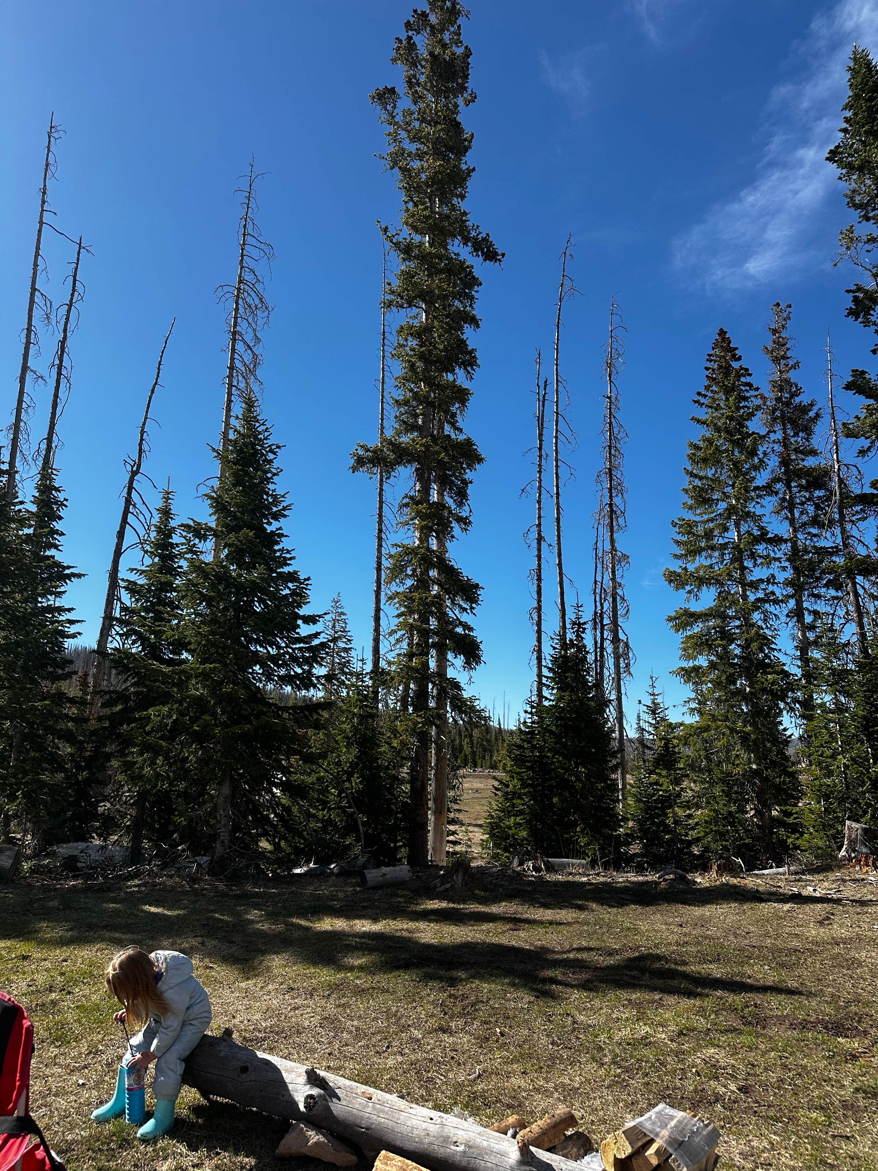 Camper-submitted photo at Trujillo Meadows near Chama, NM