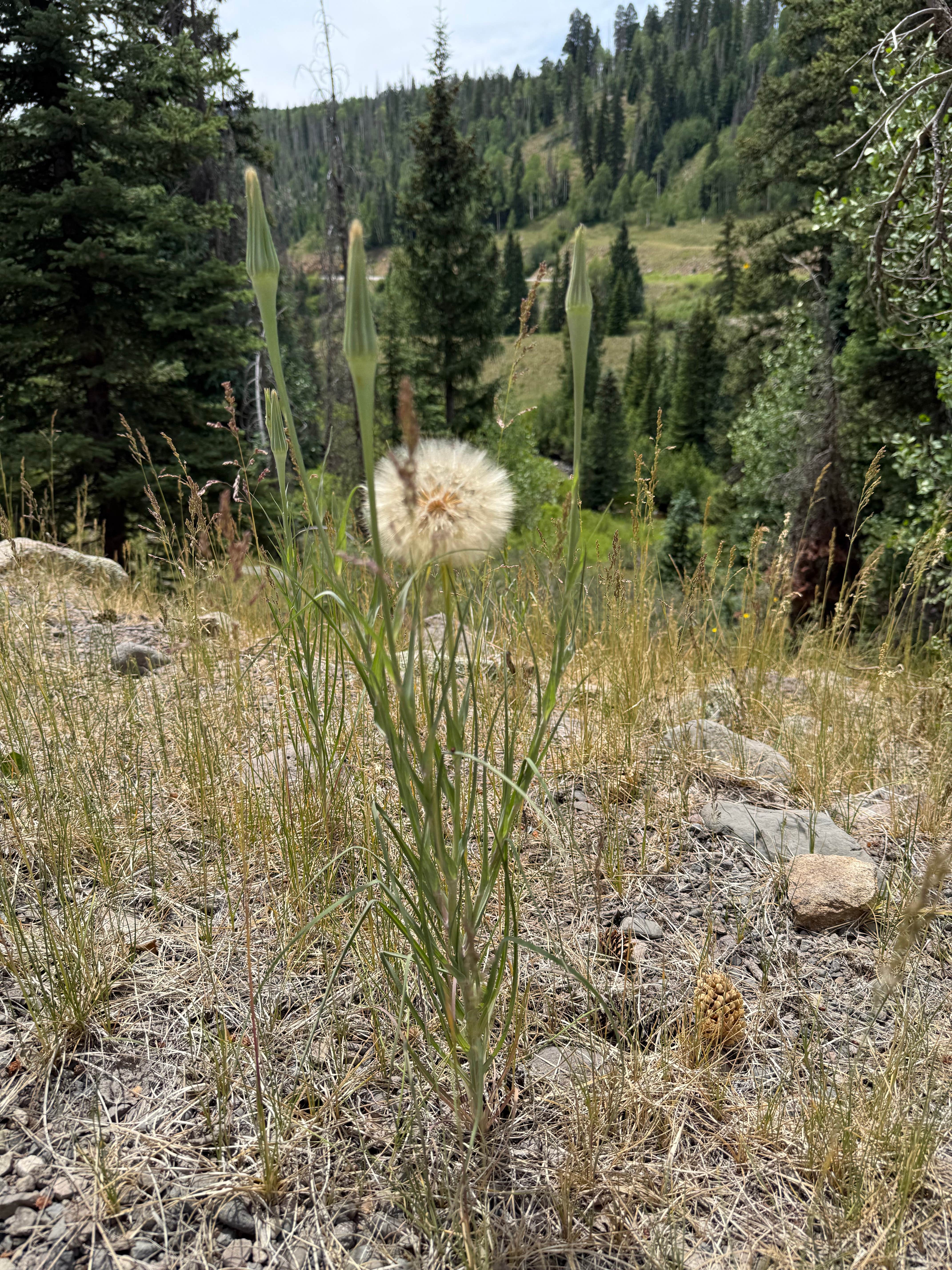 Camping near Big Meadows Reservoir Campground (south Central Co): Tucker Ponds Campground, Rio Grande National Forest, Colorado
