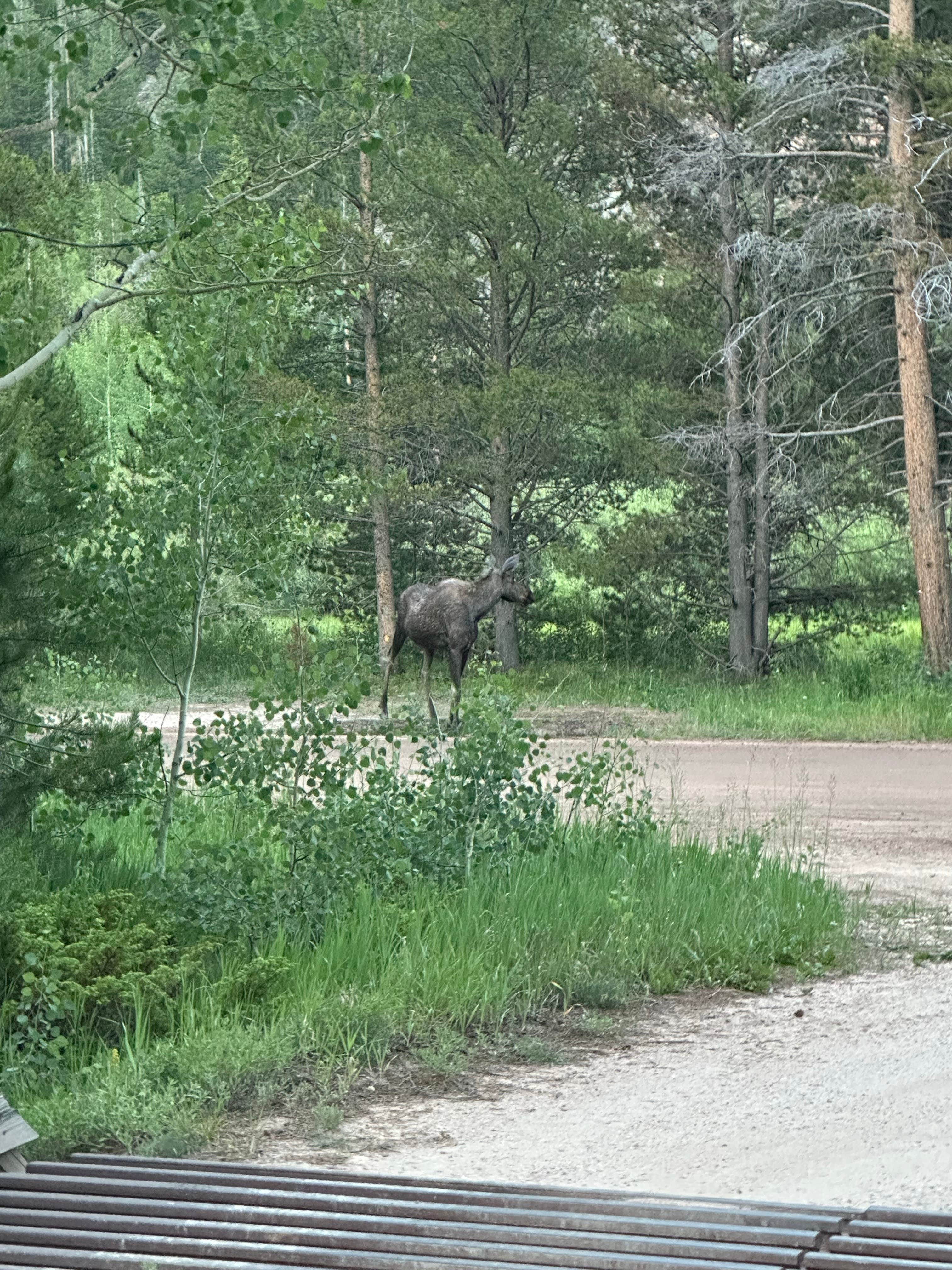 Camper submitted image from Tunnel Campground - 4