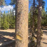 Review photo of West Magnolia Campground by A A Ron J., October 16, 2024