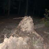 Review photo of West Magnolia Campground by Mary P., July 23, 2024