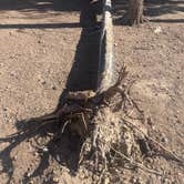 Review photo of West Magnolia Campground by A A Ron J., October 16, 2024