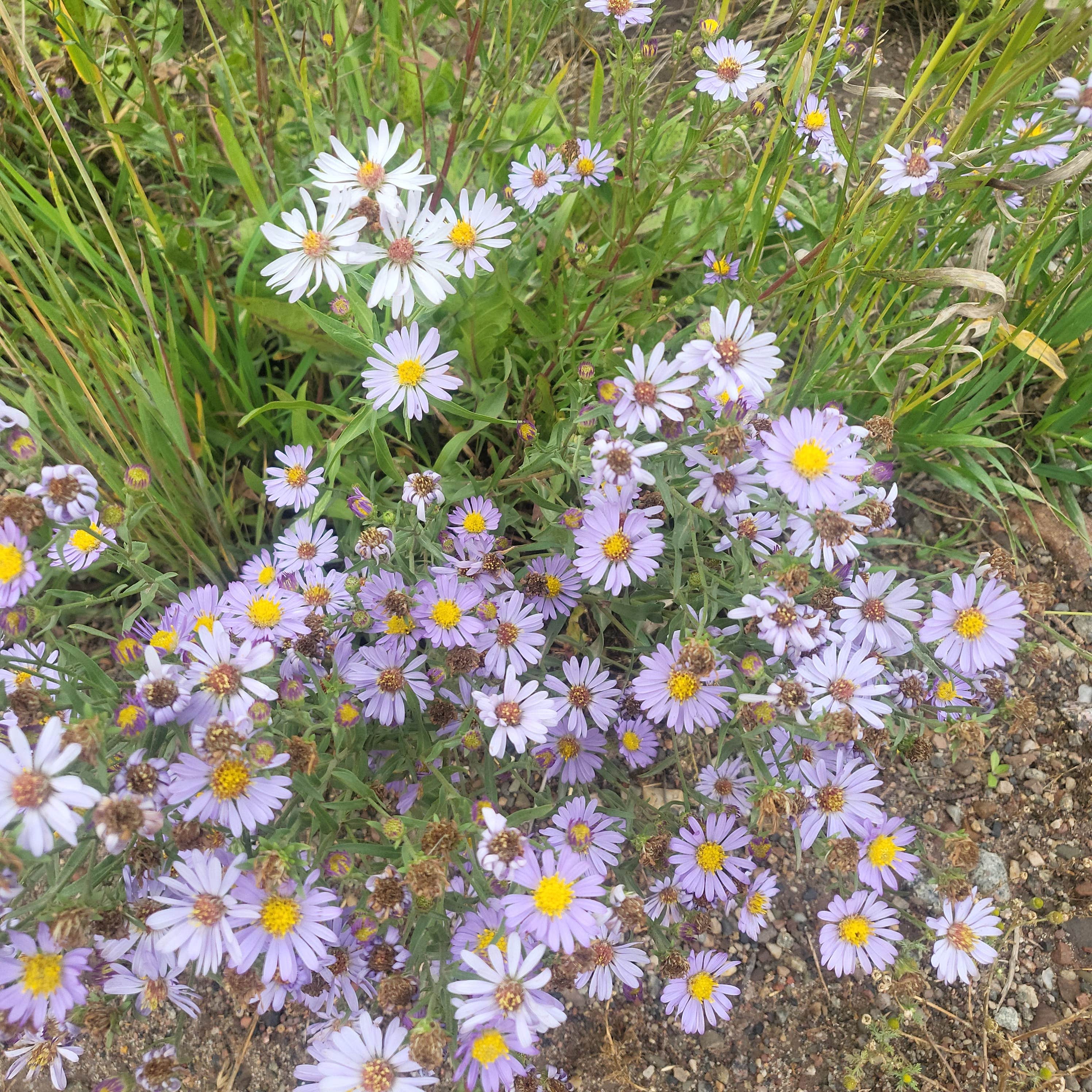 Camper-submitted photo at Yeoman Park near Snowmass Village, CO