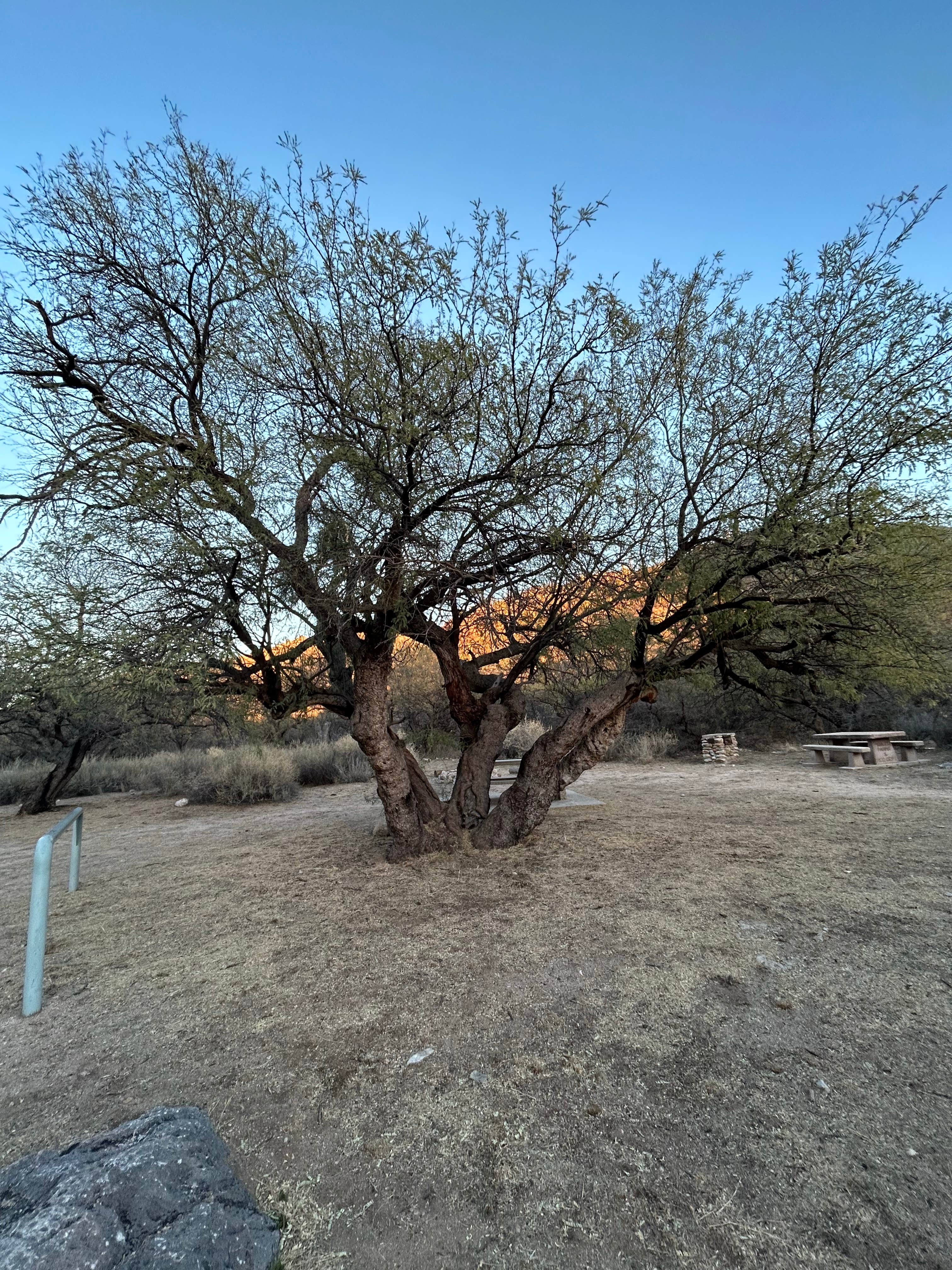 Camper submitted image from Colossal Cave Mountain Park - 4