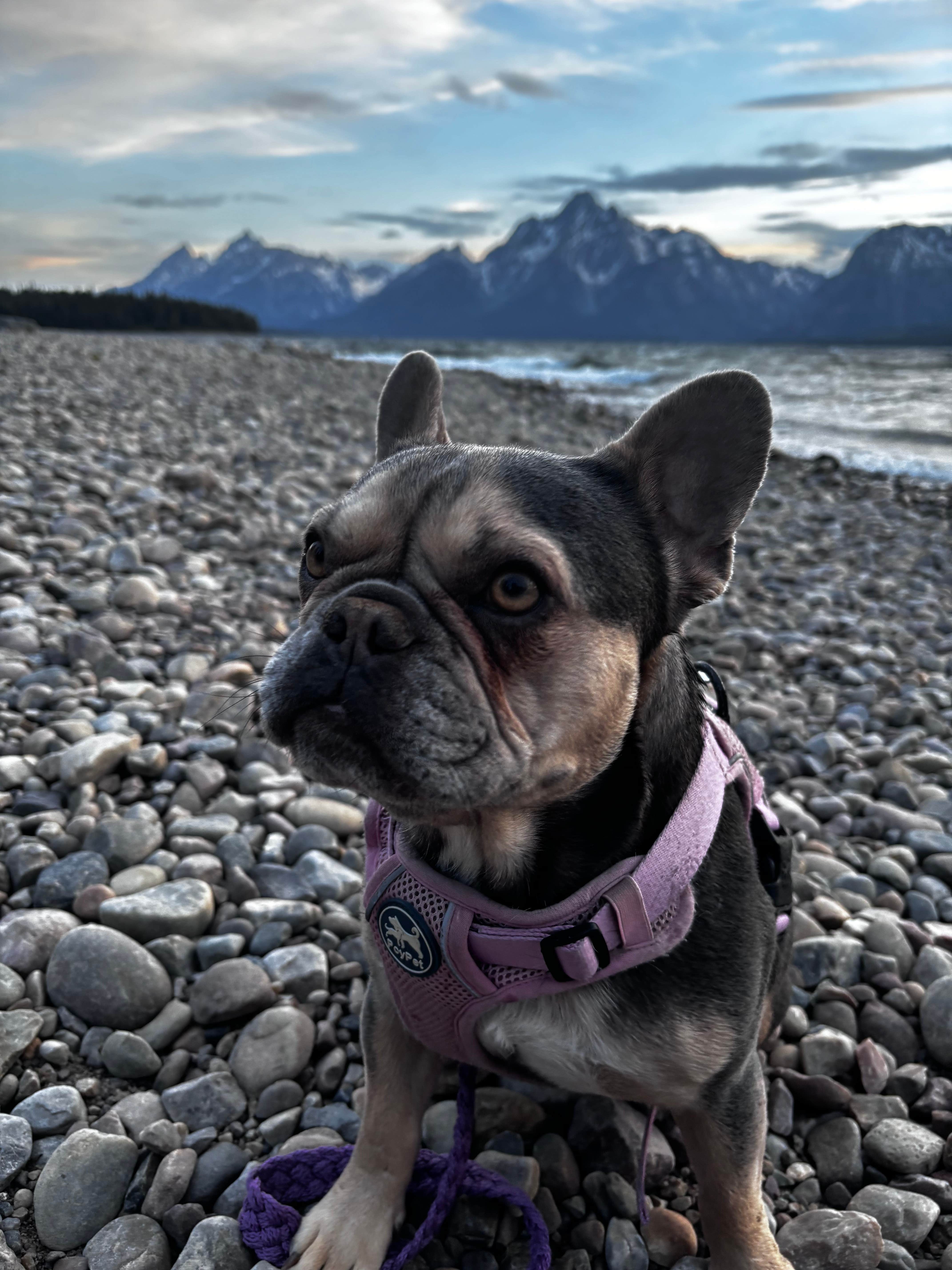 Sabrina W.'s photo of camping with pets at Colter Bay Campground at Colter Bay Village - Grand Teton National Park near Felt, ID