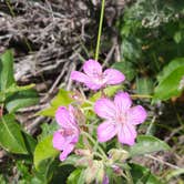 Review photo of Colter Bay Campground at Colter Bay Village - Grand Teton National Park by Sabrina W., June 29, 2026