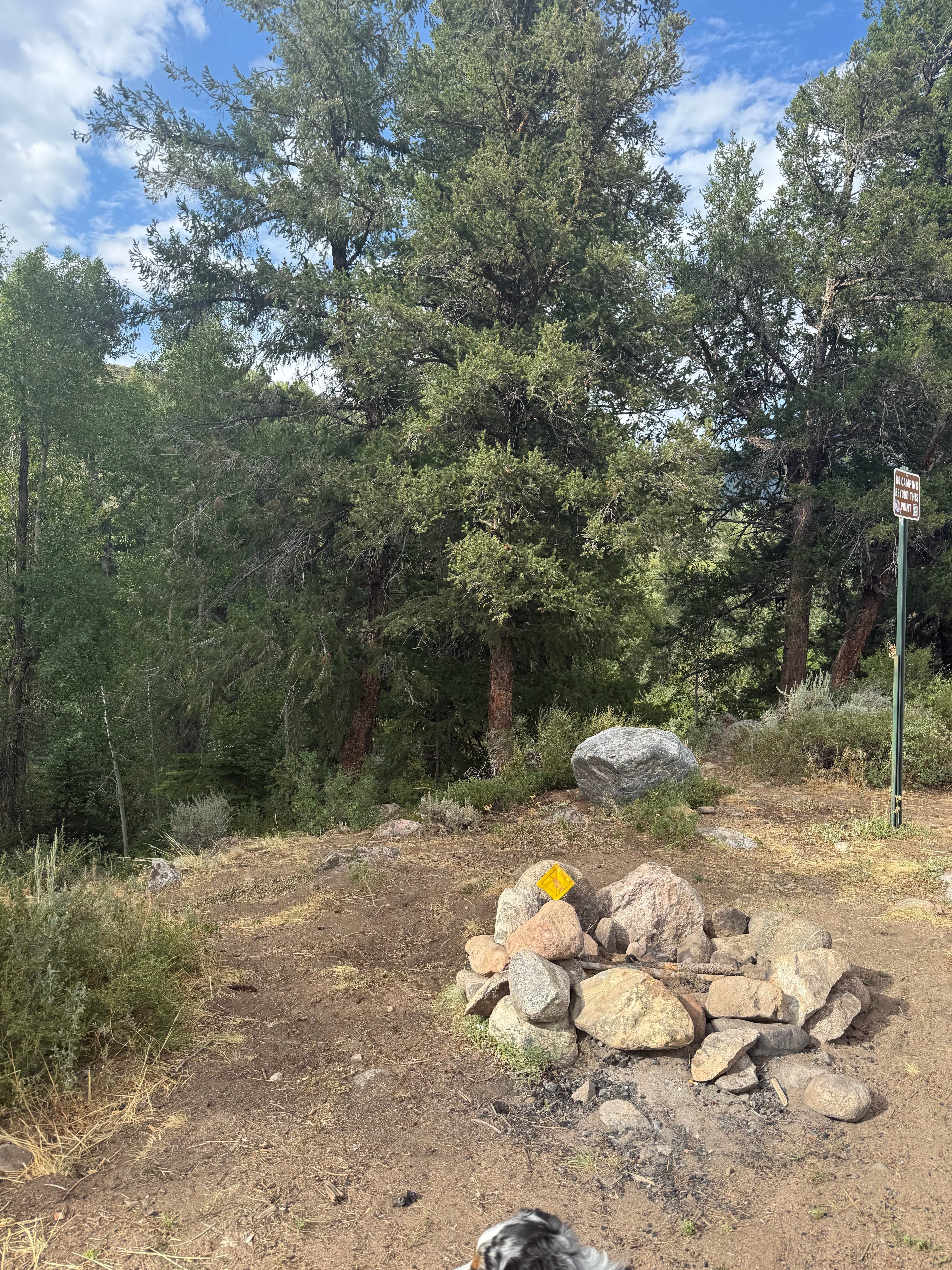 Reagan M.'s photo of camping with pets at Columbine Landing Recreation Site near Silverthorne, CO