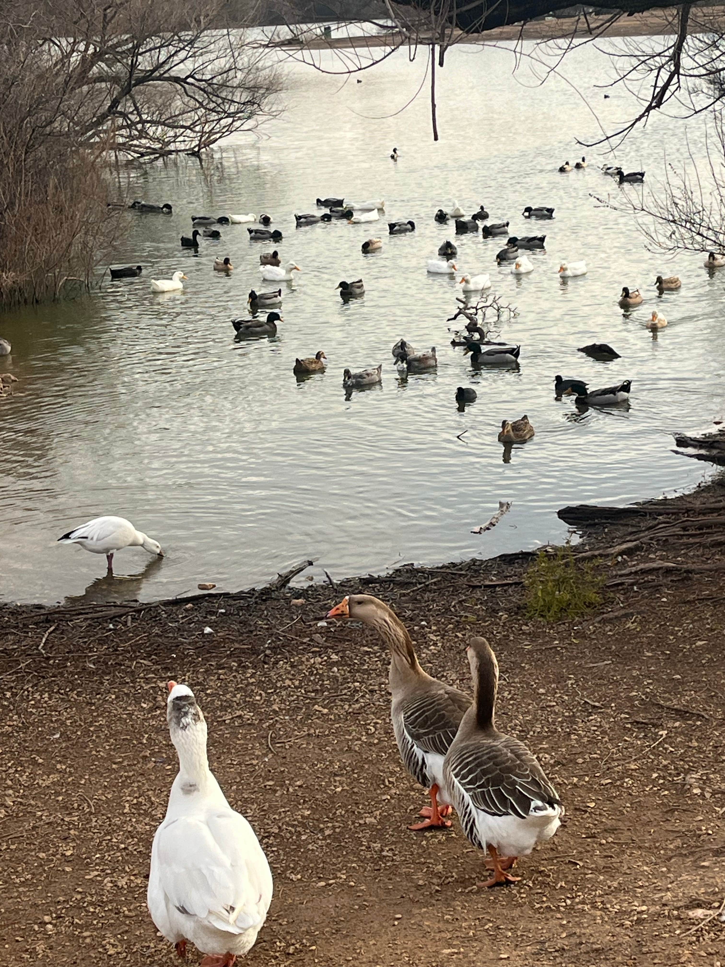 Camper submitted image from Comanche trail park campground - 2