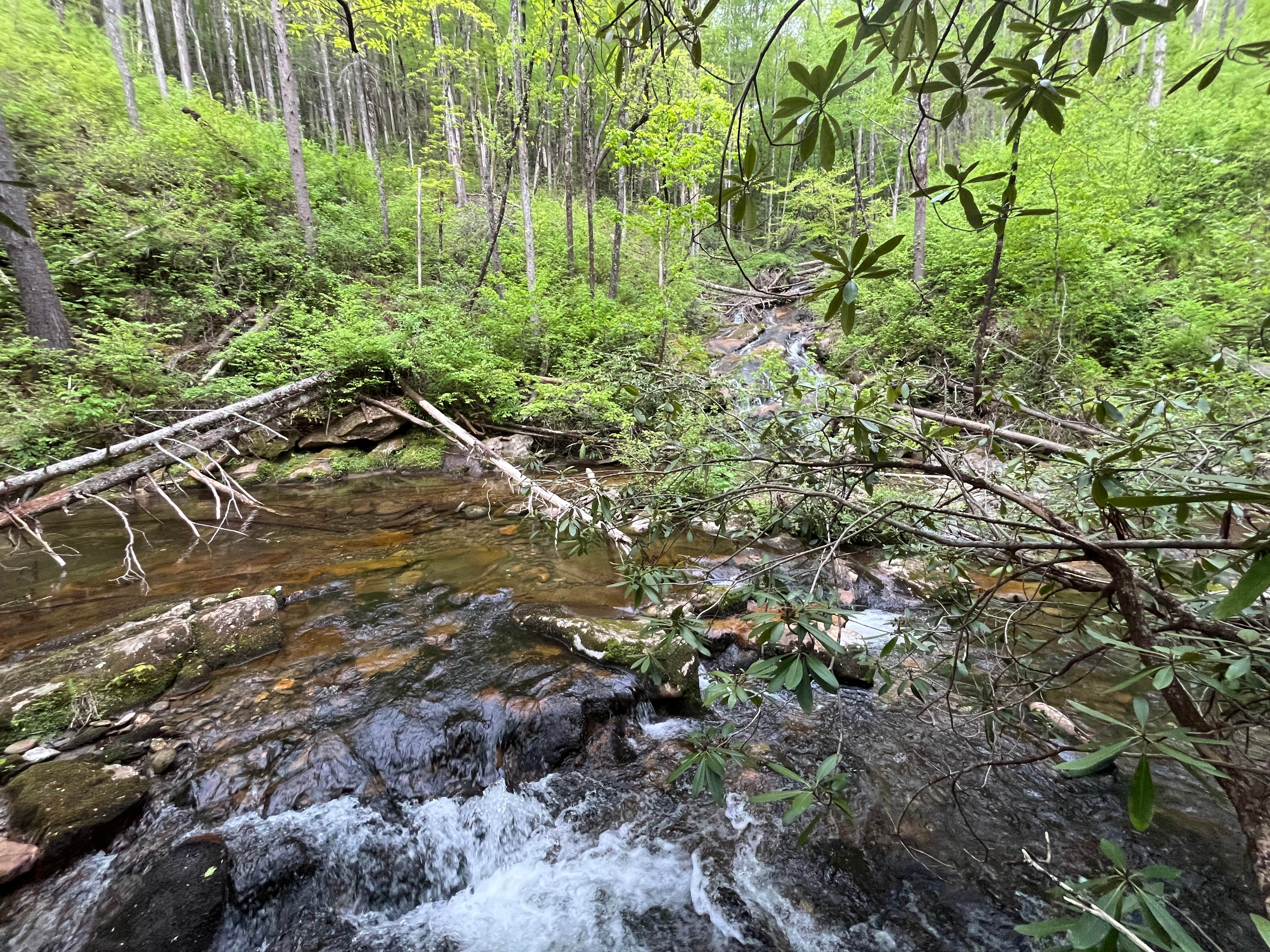 Camping near Murrays Lake Primitive: Conasauga River Campground, Crandall, Georgia