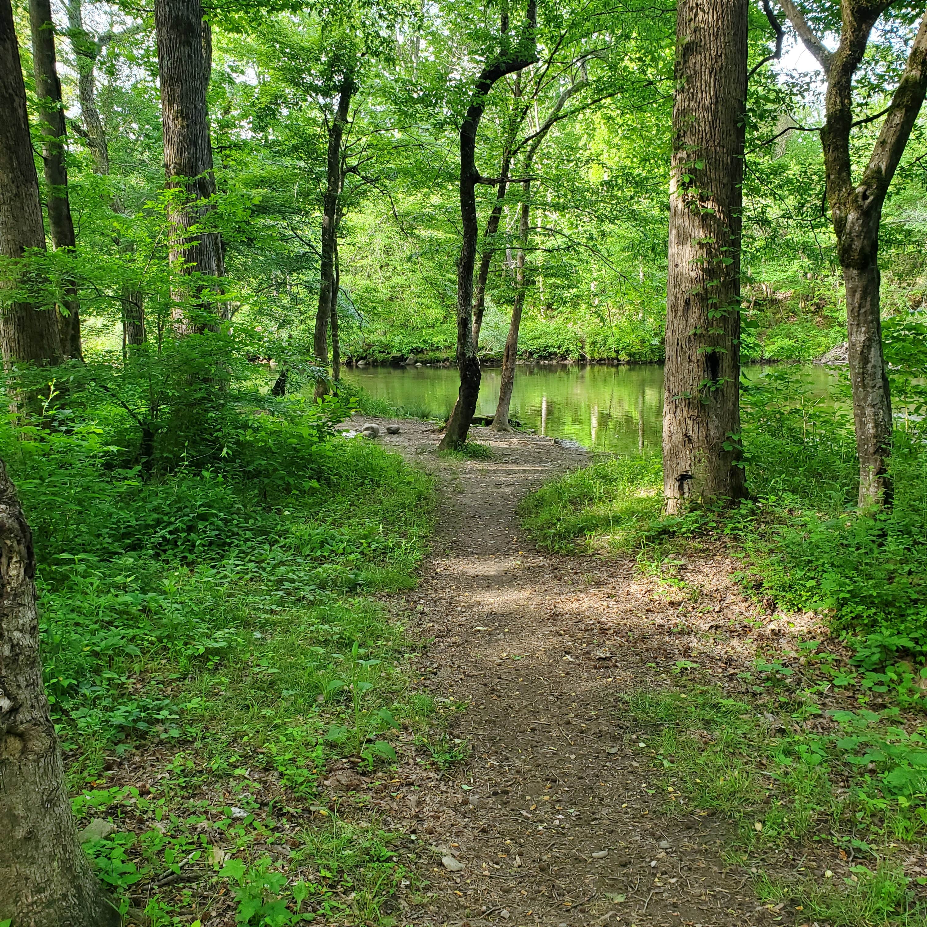 Camper submitted image from Conasauga River - Dispersed Site Sheeds Creek Road - 4