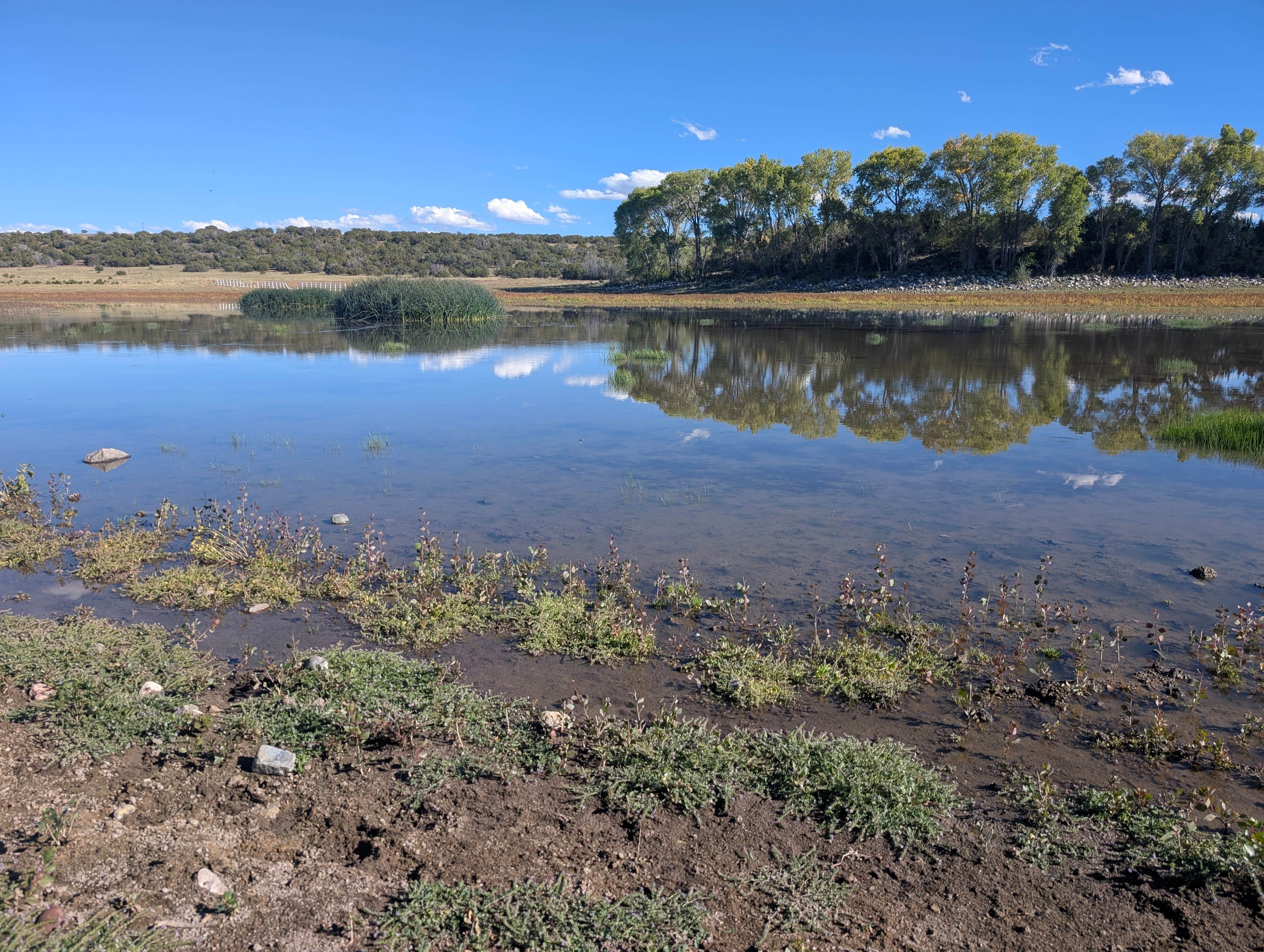 Camper-submitted photo at Concho Lake Recreation Area near St. Johns, AZ