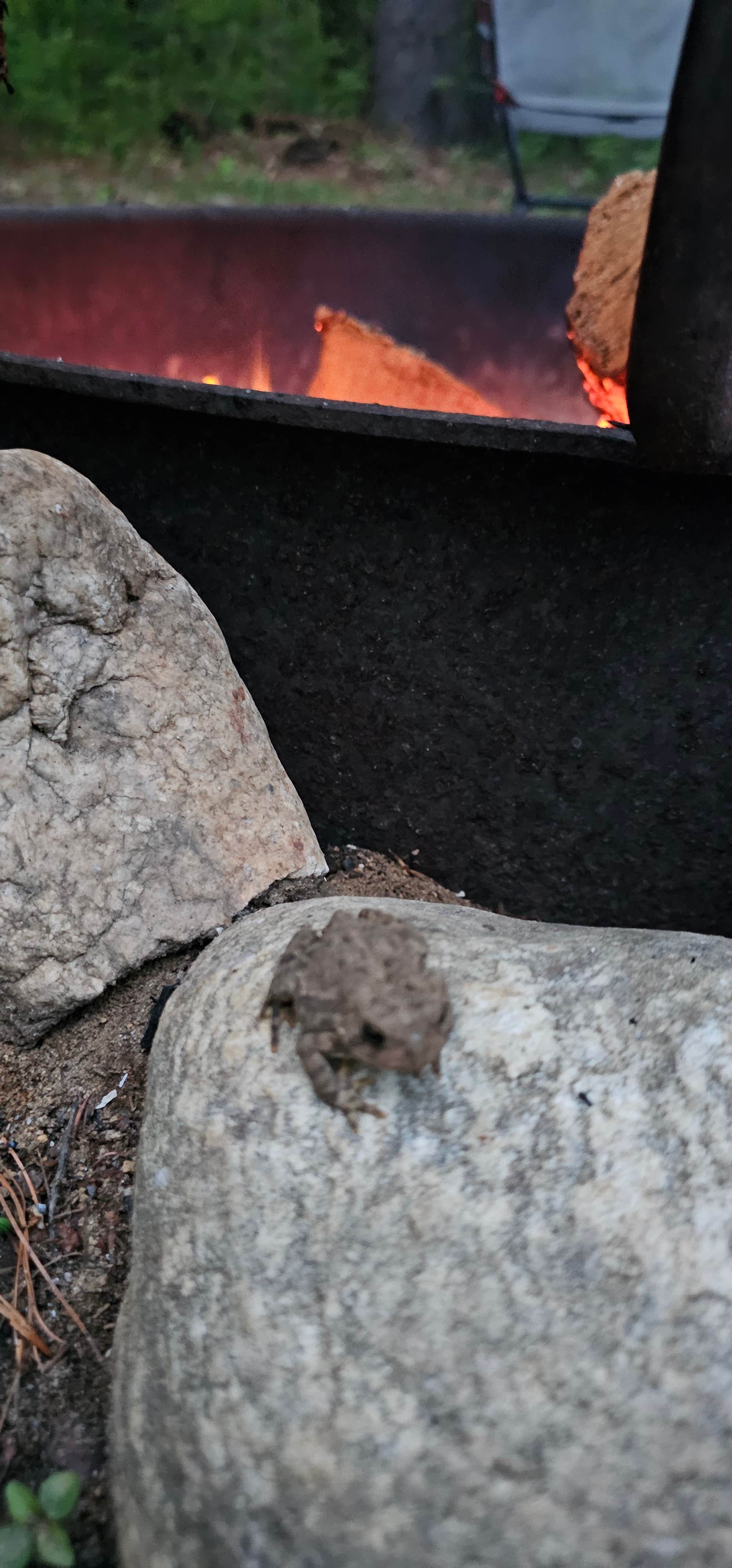Camper-submitted photo at Austin Hawes Memorial Campground — American Legion State Forest near Shelton, CT
