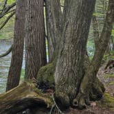 Review photo of Austin Hawes Memorial Campground — American Legion State Forest by Denise M., May 13, 2026