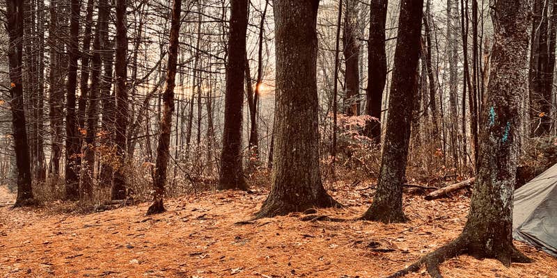 Camper submitted image from Lake Waramaug State Park Campground