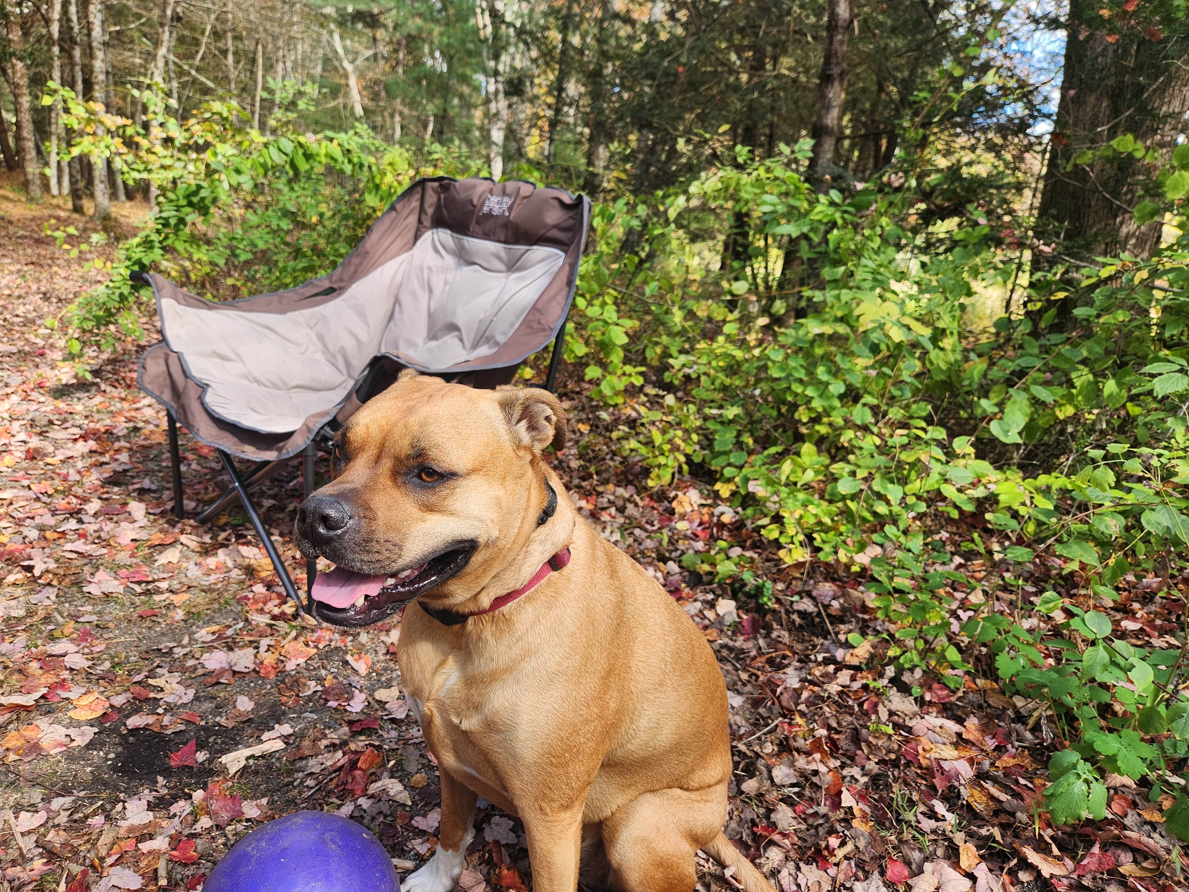 Camper submitted image from Mount Misery Campground - 3