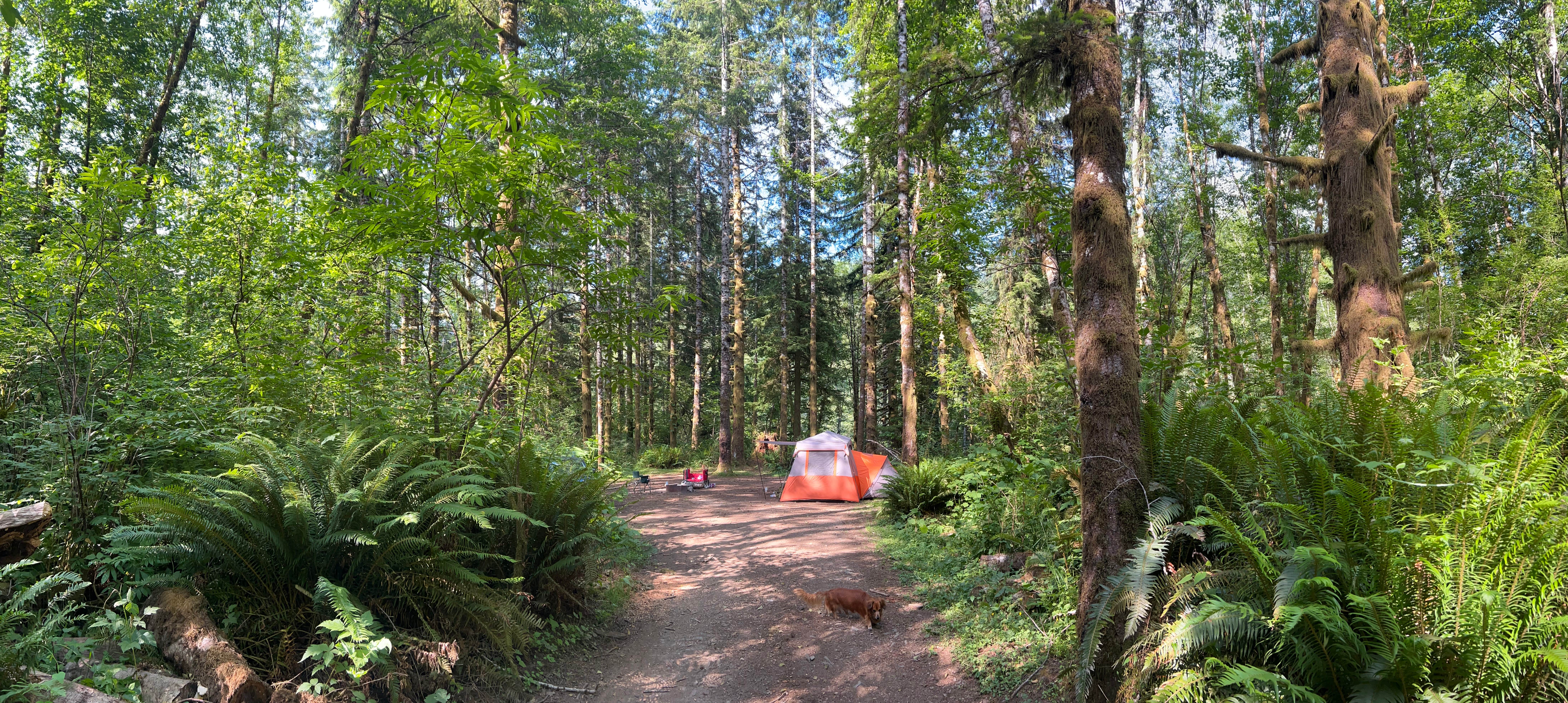 Mariah W.'s photo of camping with pets at Cook Creek near Cannon Beach, OR