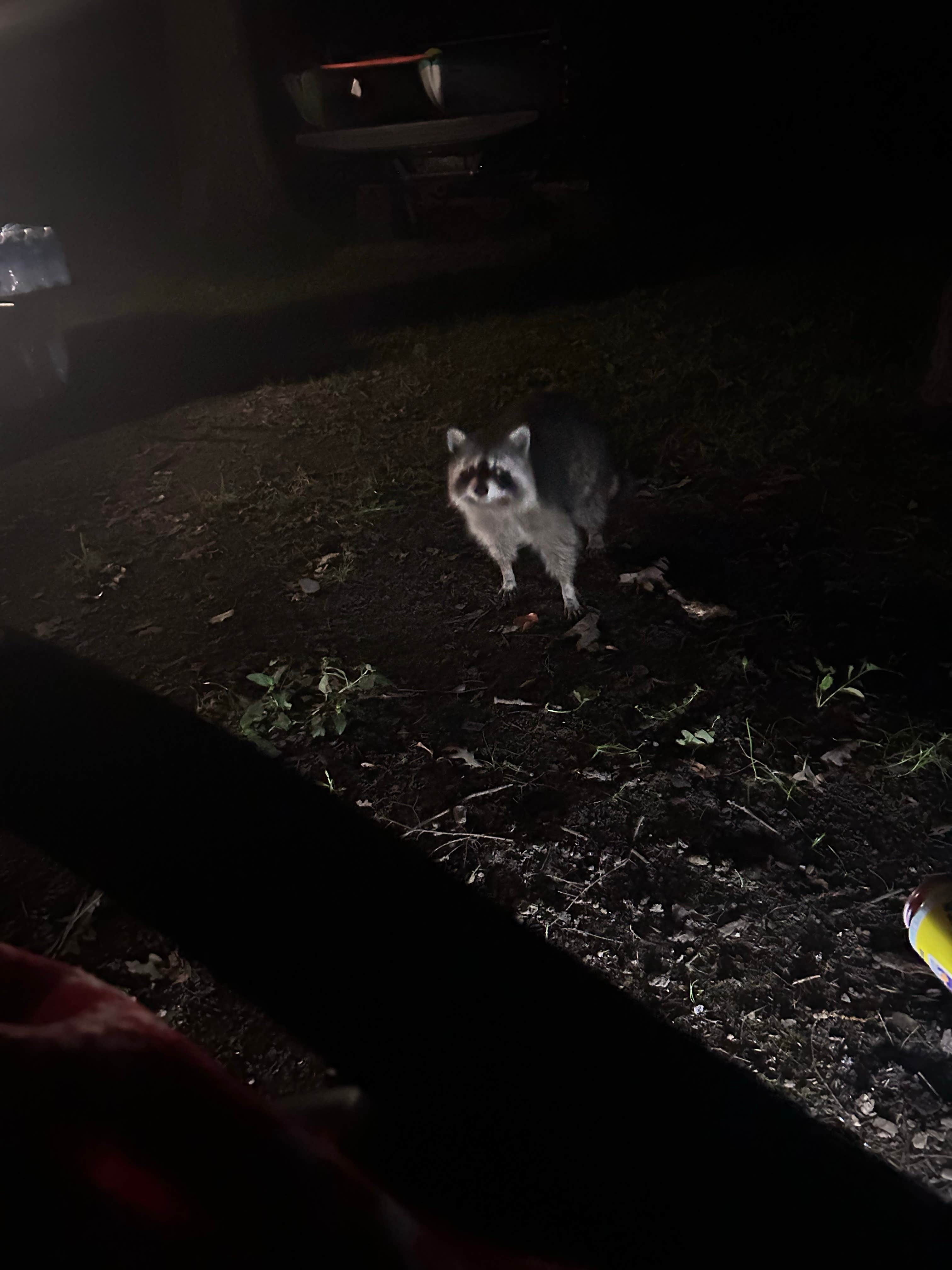 Sienna L.'s photo of camping with pets at Cook Forest State Park Campground & Cabins near Polk, PA