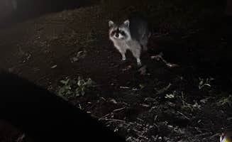 Sienna L.'s photo of camping with pets at Cook Forest State Park Campground & Cabins near Greenville, PA