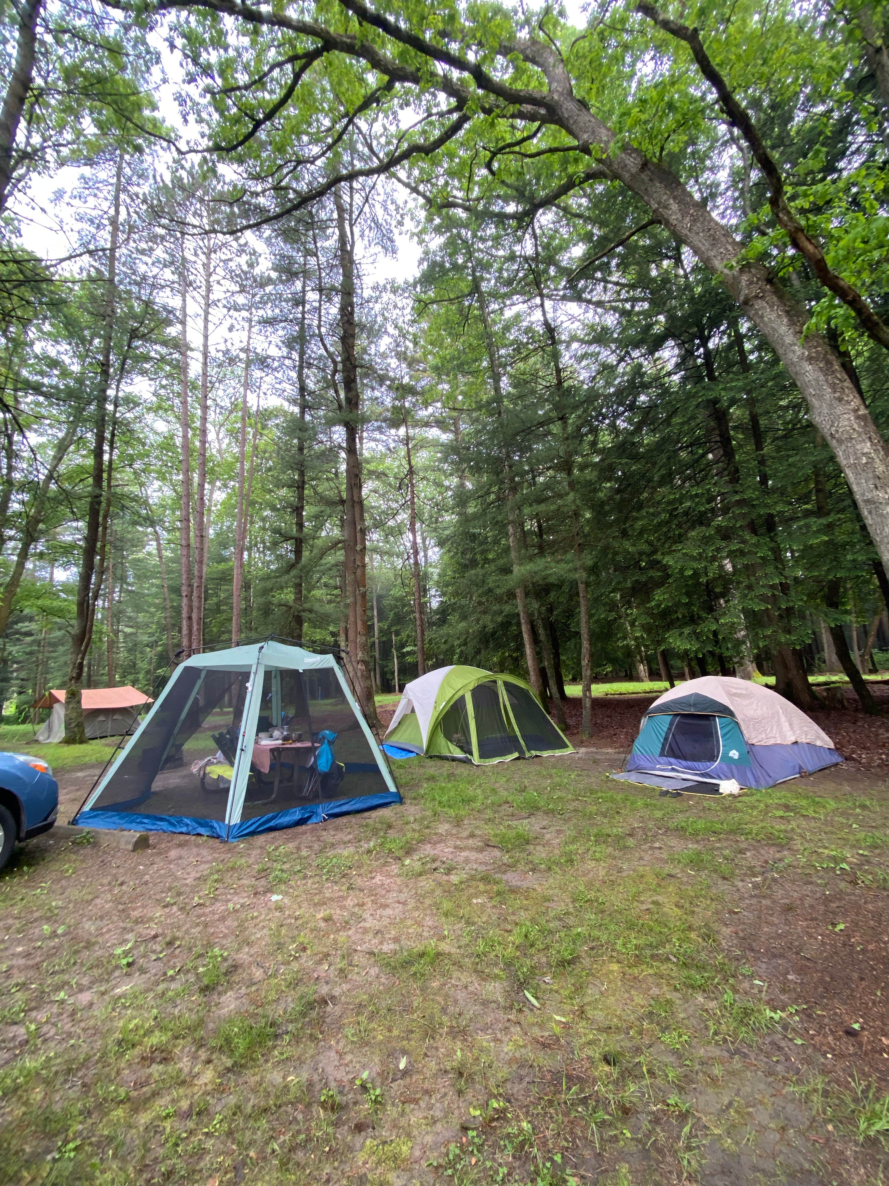 Casey L.'s photo at Cook Forest State Park Campground & Cabins near Leeper, PA