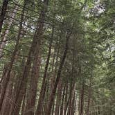 Review photo of Cook Forest State Park Campground & Cabins by Sienna L., July 22, 2025