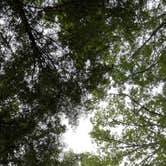 Review photo of Cook Forest State Park Campground & Cabins by Sienna L., July 22, 2025