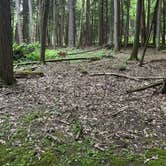 Review photo of Cook Forest State Park Campground & Cabins by Sienna L., July 22, 2025