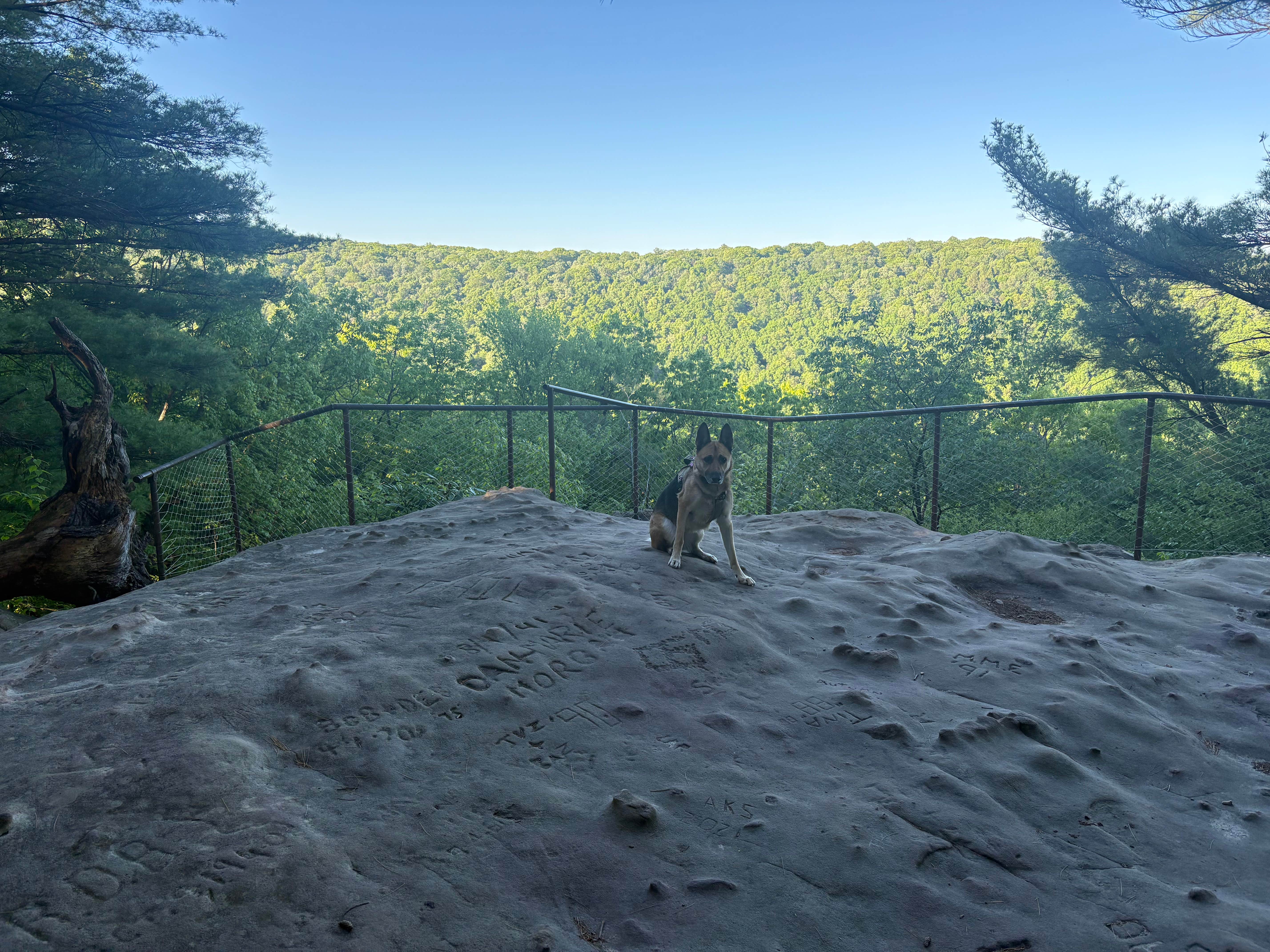paul K.'s photo of camping with pets at Cook Forest State Park Campground & Cabins near Brookville, PA