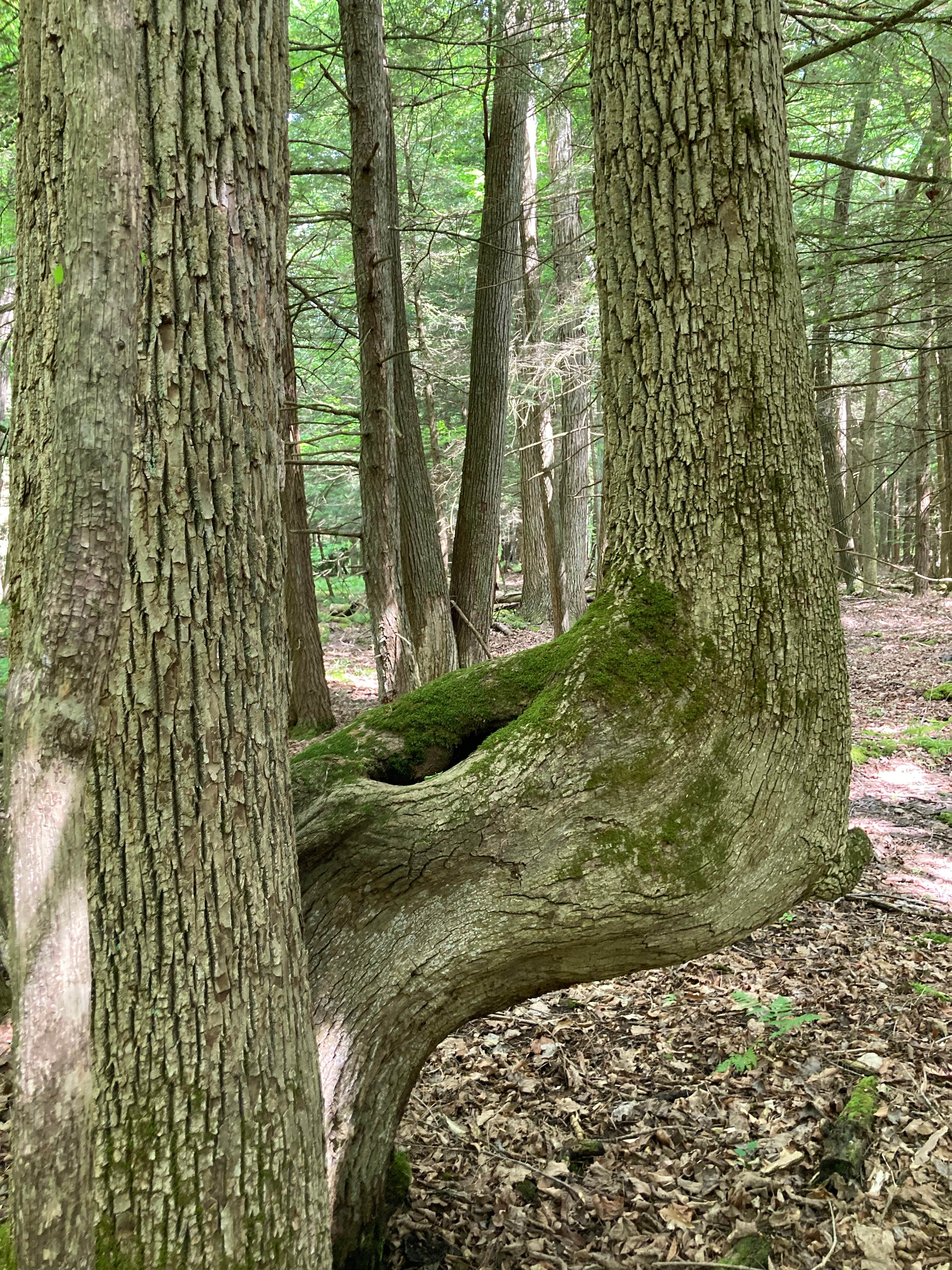 Camper-submitted photo at Chenango County Cook Park near Killawog, NY