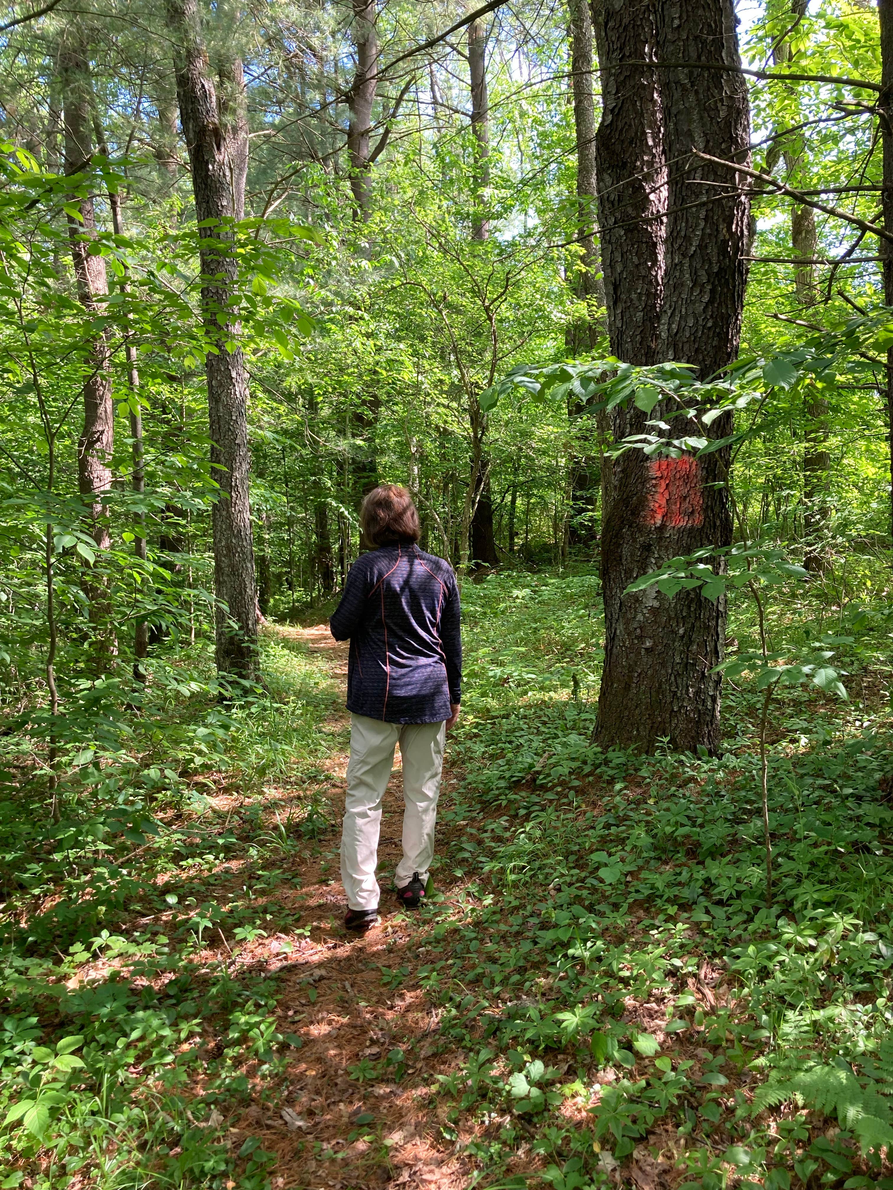 Camper submitted image from Chenango County Cook Park - 4