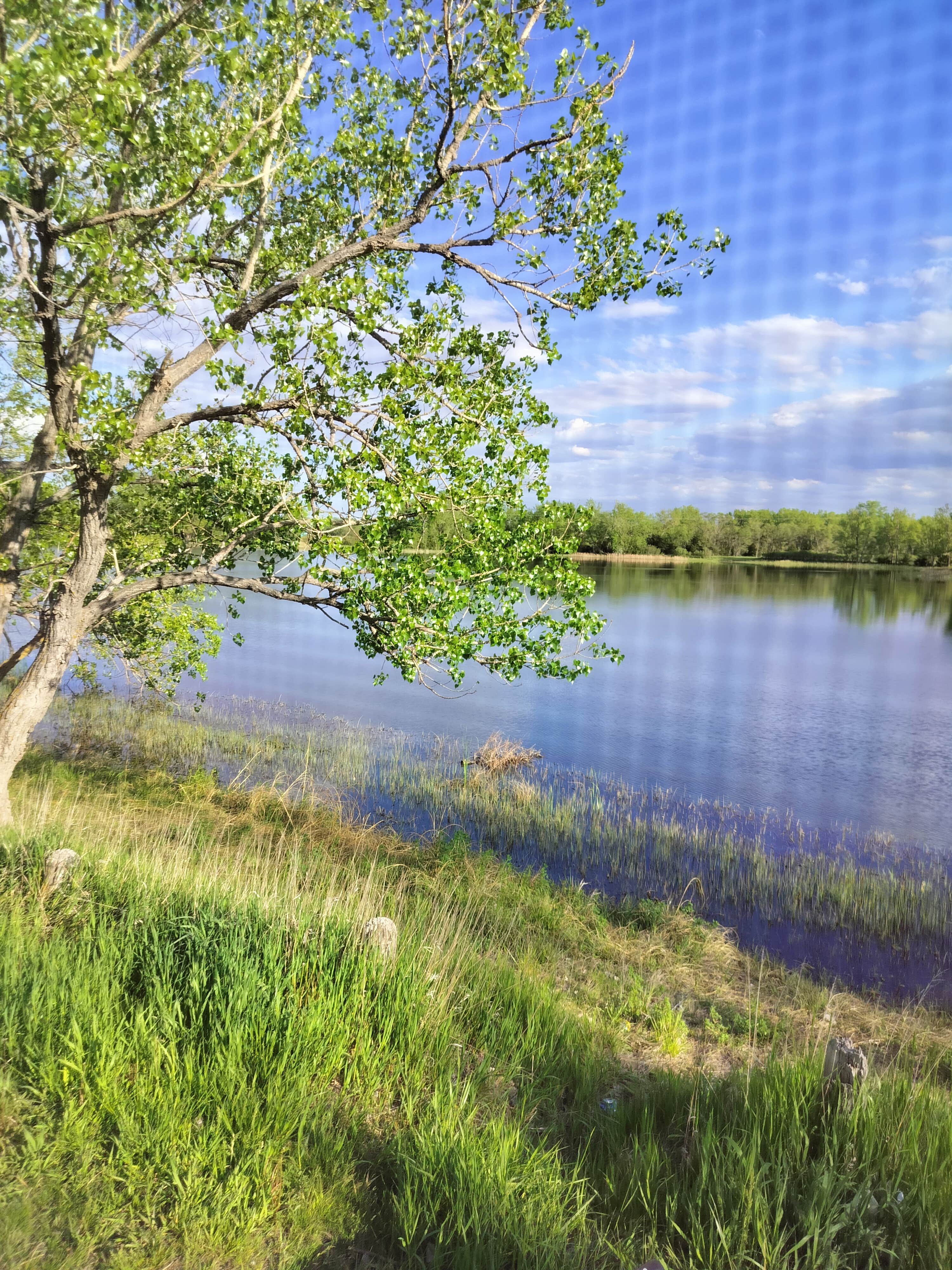 Gabriel H.'s photo of a dispersed camping area at Coot Shallows WMA in Nebraska