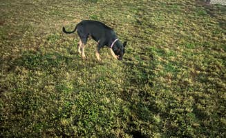 skylar T.'s photo of camping with pets at Love's RV Stop-Cordele GA 801 near Doerun, GA