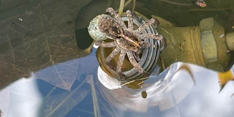 Camper submitted image from Corinth RV Park