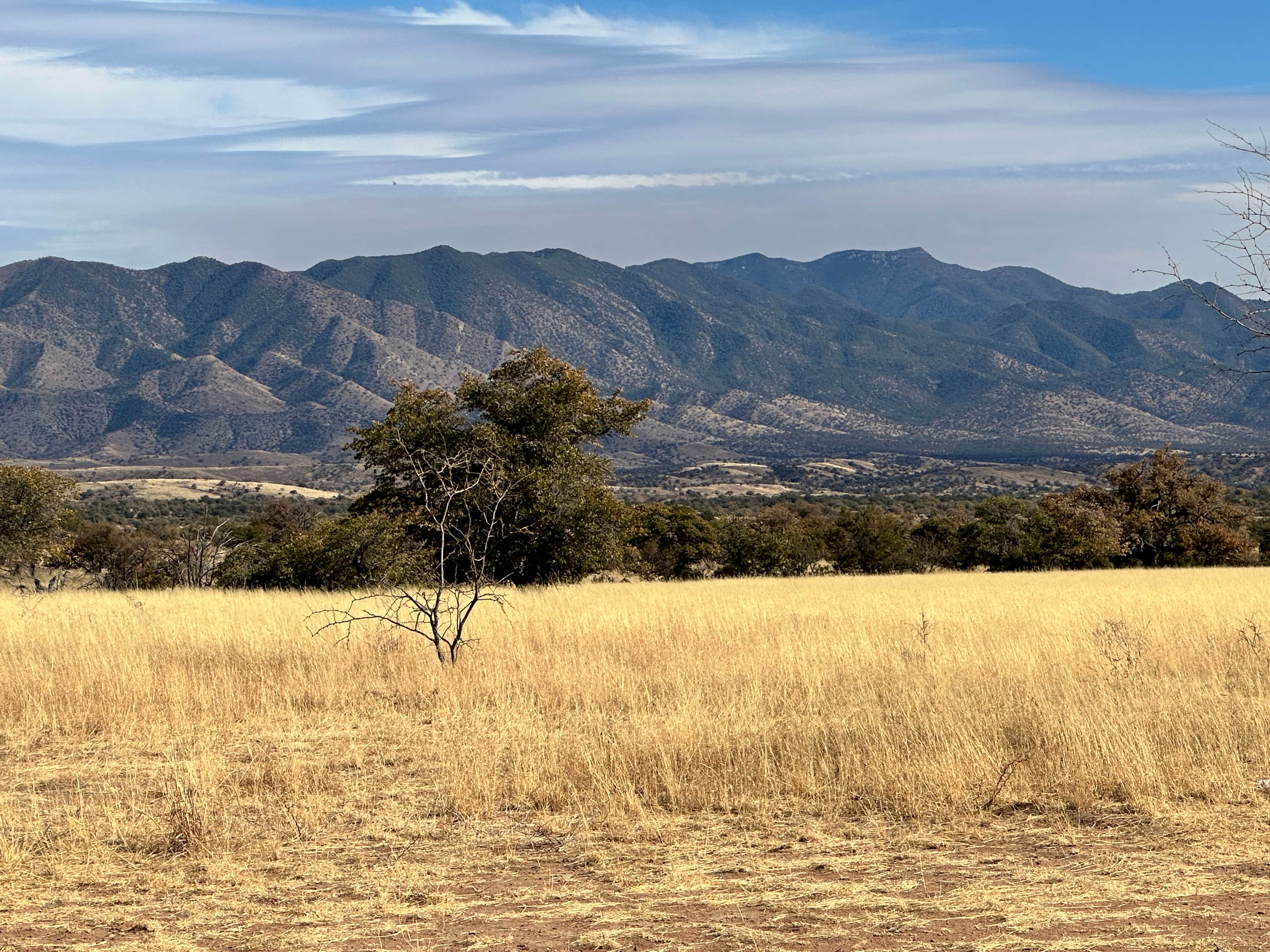 Camper submitted image from Coronado National Forest Hwy 83 - 2