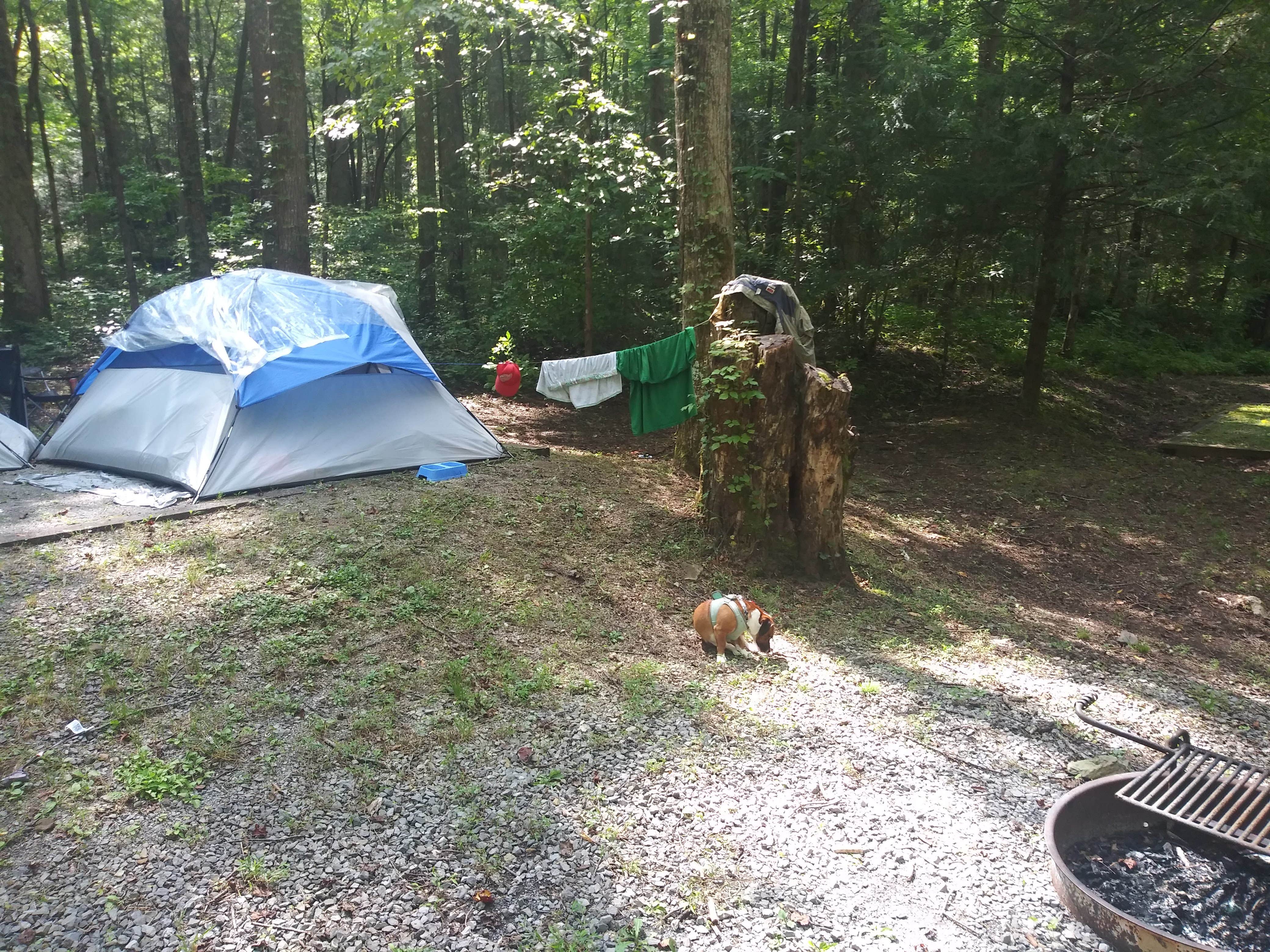 Perry N.'s photo of camping with pets at Cosby Campground — Great Smoky Mountains National Park near Great Smoky Mountains National Park