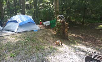 Perry N.'s photo of camping with pets at Cosby Campground — Great Smoky Mountains National Park near Cosby, TN