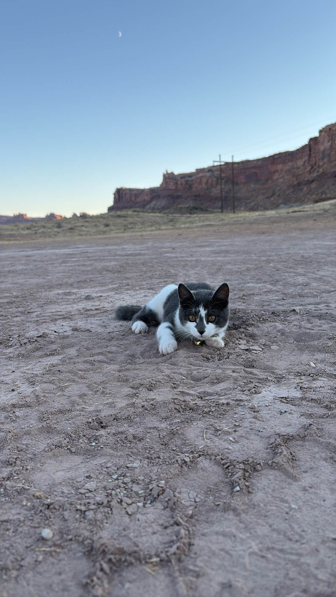Elise S.'s photo of camping with pets at Cotter Mine Road Dispersed Sites near Thompson, UT