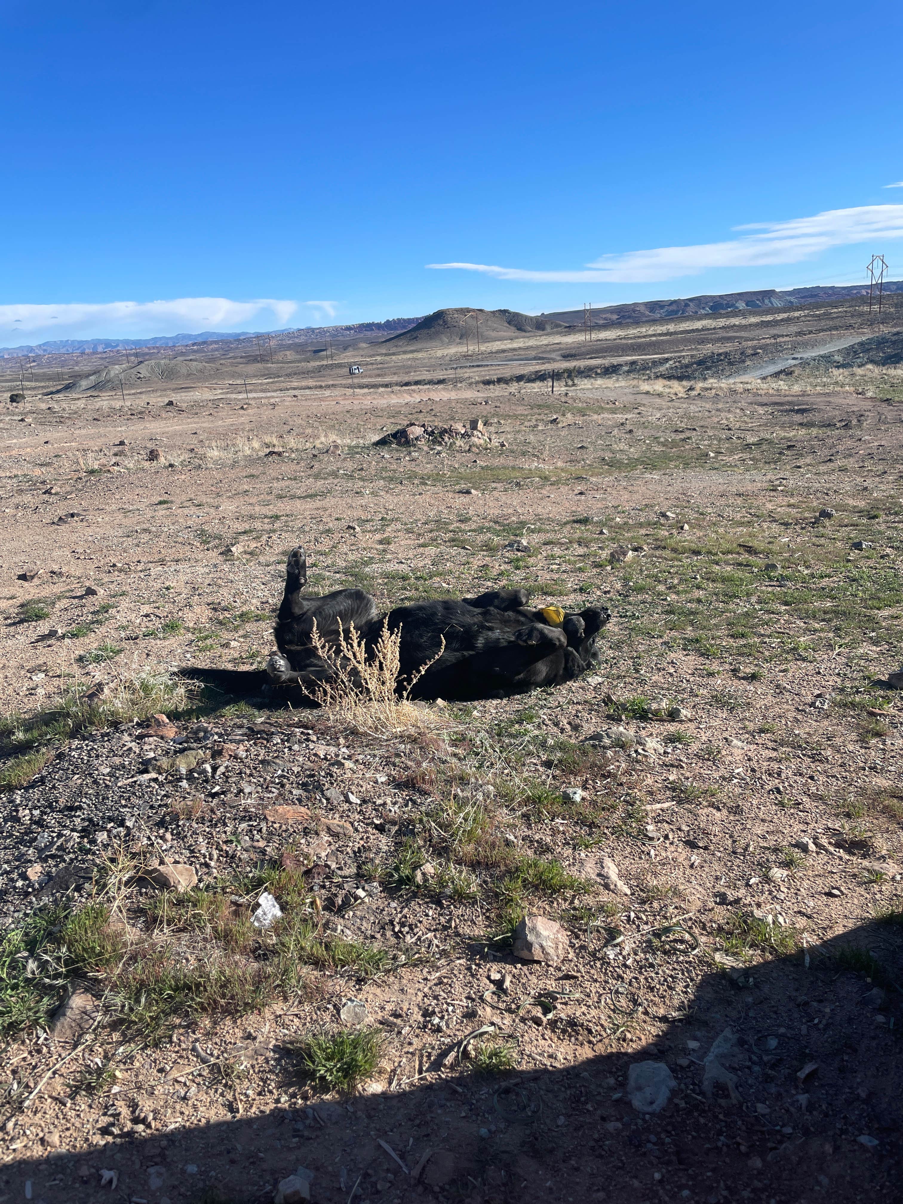 Cotter Mine Road Dispersed Sites Camping Moab, UT