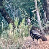 Review photo of Cottonwood Campground by Kirsten L., August 1, 2026