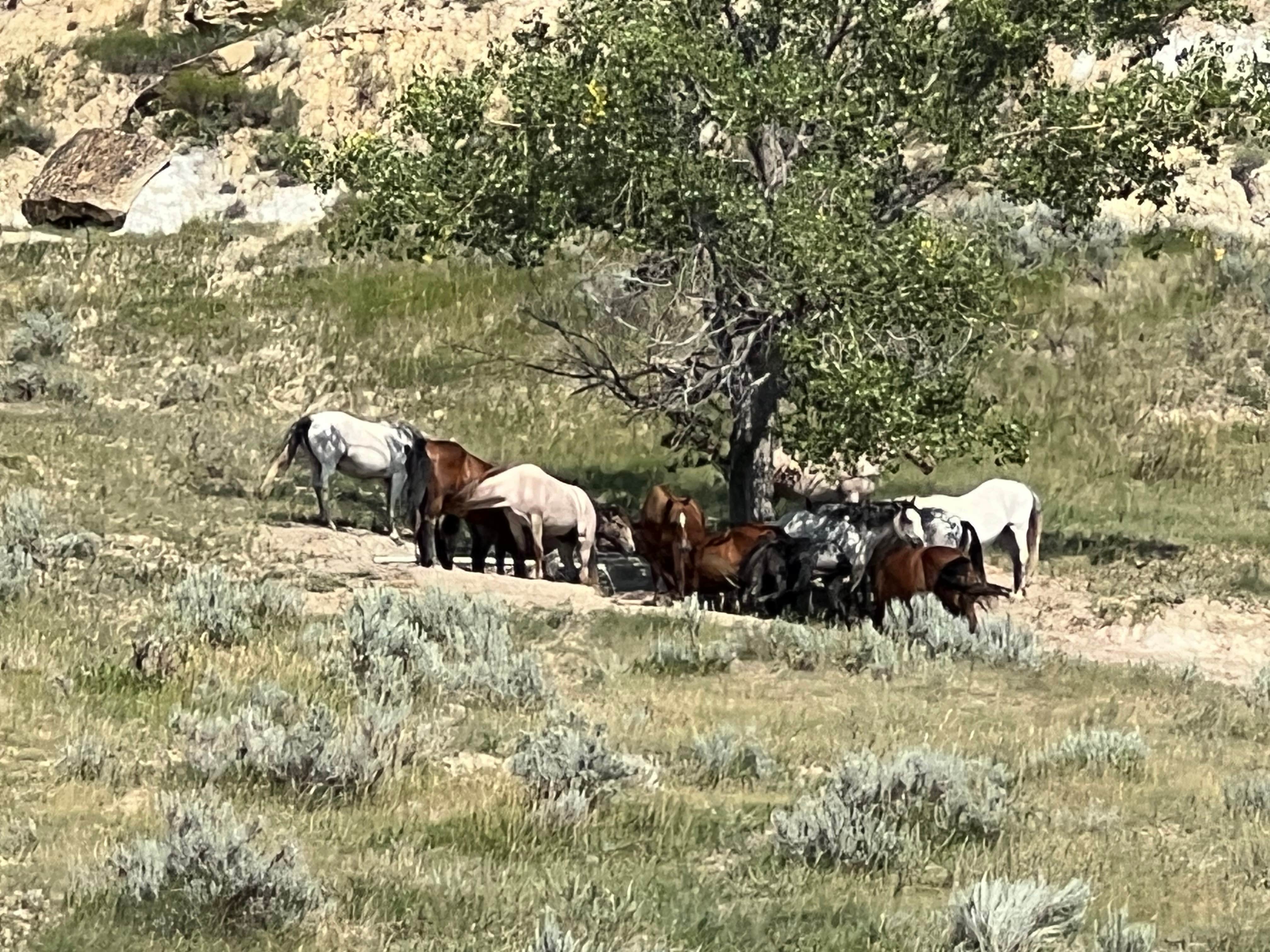 Camper-submitted photo at Cottonwood Group Site — Theodore Roosevelt National Park near Medora, ND