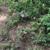 Review photo of Cottonwood Lake Dispersed Camping by Sabrina G., July 3, 2025
