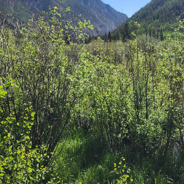Cottonwood Lake Dispersed Camping Buena Vista, CO
