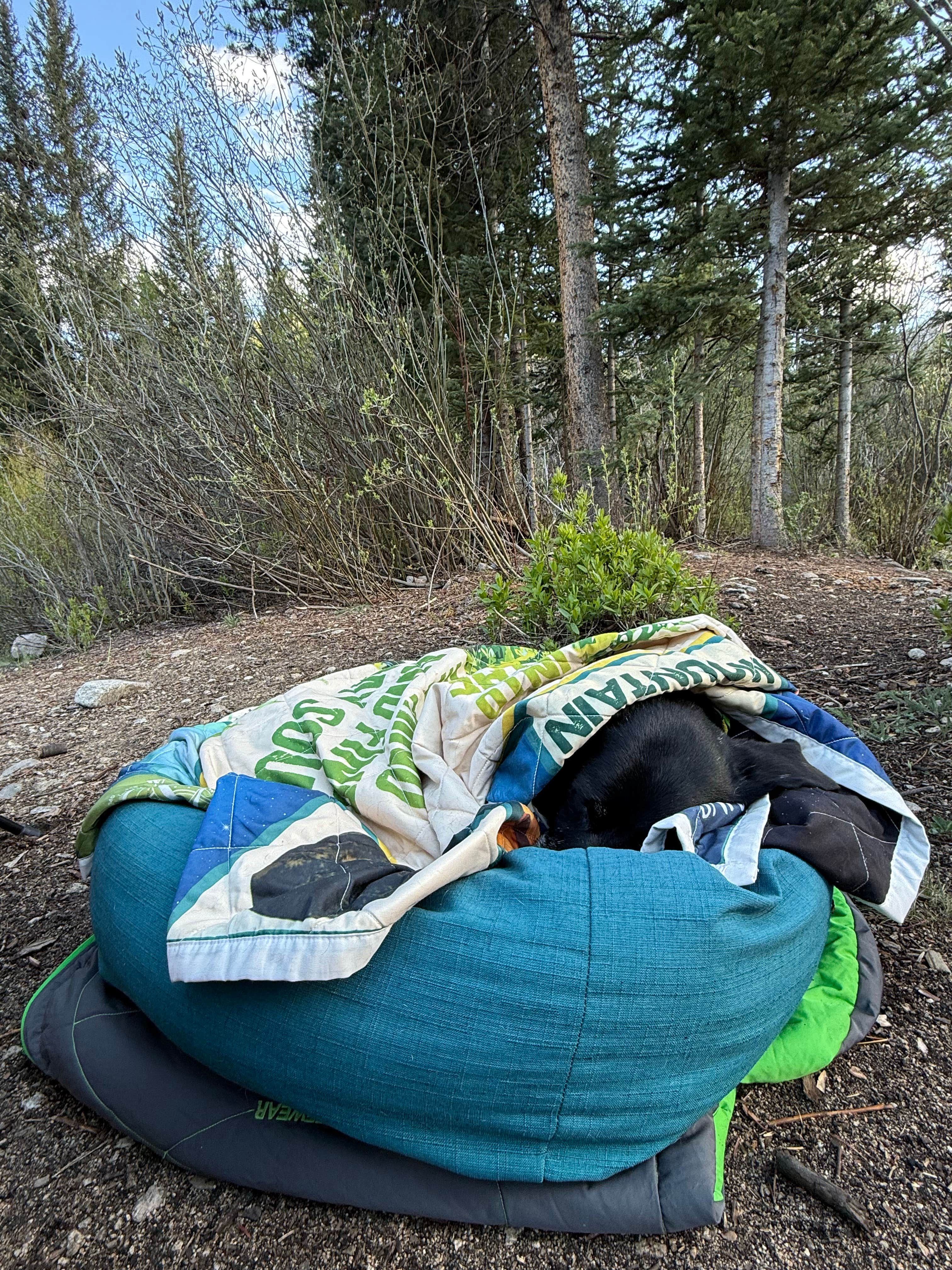Steve & Thai R.'s photo of camping with pets at Cottonwood Lake Dispersed Camping near Pitkin, CO