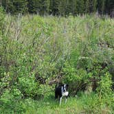 Review photo of Cottonwood Lake Dispersed Camping by Sue B., June 22, 2024