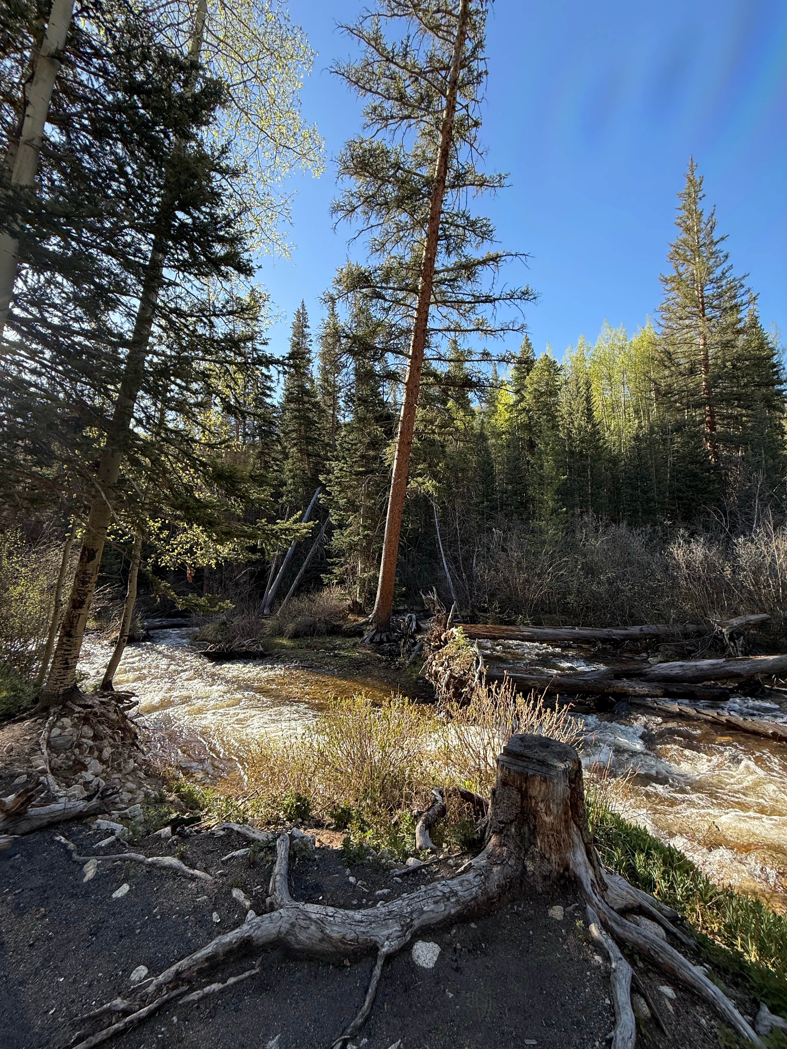 Camper-submitted photo at Cottonwood Lake Dispersed Camping near Buena Vista, CO